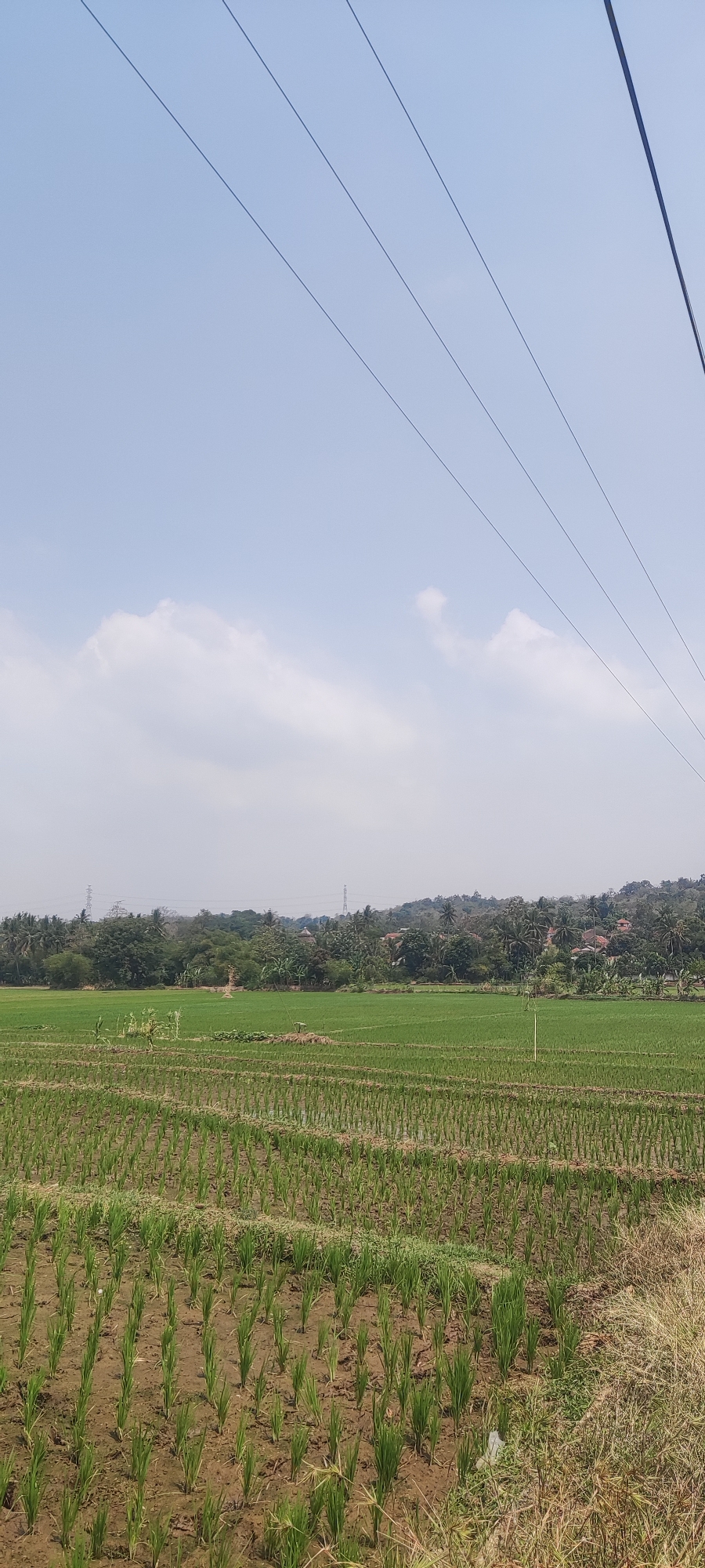 The image captures a rural landscape in Panongan, Indonesia, featuring a vast expanse of rice paddies under a clear blue sky. In the foreground, young rice seedlings are meticulously planted in rows, with some areas of the paddy fields appearing to hold water. Beyond the immediate fields, a dense line of trees forms a verdant backdrop, with scattered houses nestled among them. In the distance, rolling hills are visible, topped with more vegetation. Several power lines crisscross the sky, creating a geometric contrast with the natural scenery. The overall impression is one of agricultural tranquility under a bright, sunny day.