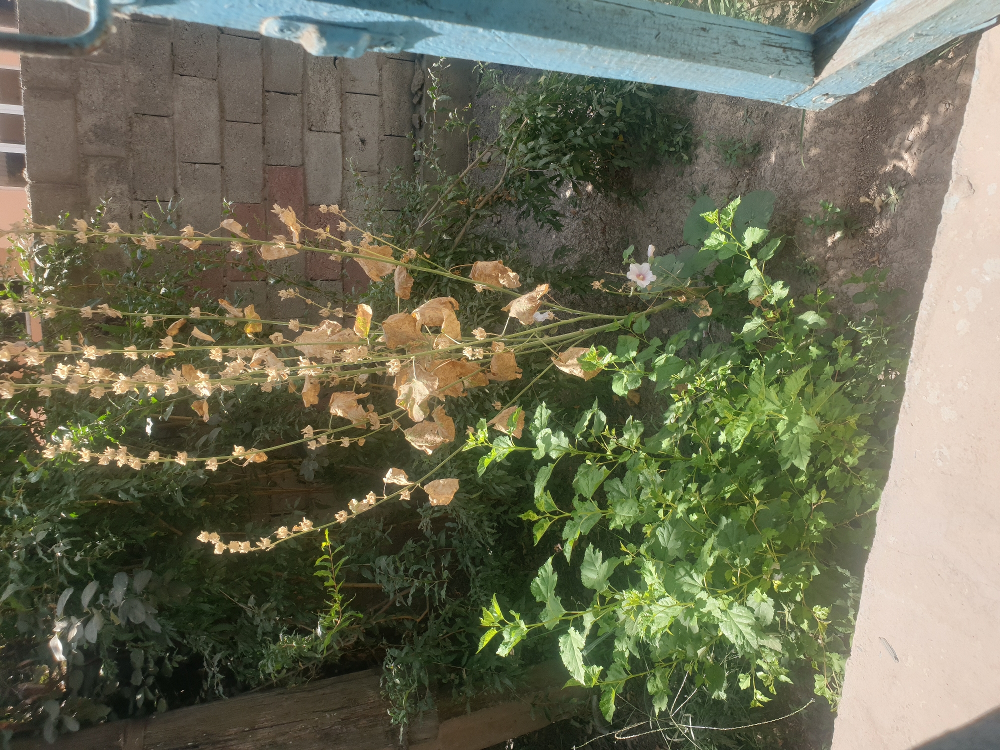 The image depicts an outdoor scene with a variety of vegetation. In the foreground, a light-colored concrete pathway runs along the bottom of the frame. To the left of the pathway, a cluster of vibrant green, leafy plants grows densely. Behind these plants, a tall, dried stalk with numerous small, light-colored seed pods stands prominently. Further to the left, a section of a rough, weathered wooden post is visible. In the background, a wall constructed of grey cinder blocks stretches across the frame, with some portions appearing more weathered than others. Dense, dark green foliage fills the space between the pathway and the cinder block wall. A pale pink flower is visible on a stem to the right of the dried stalk. To the far right, a weathered, light blue wooden structure, possibly a gate or part of a fence, is partially visible. The ground appears to be a mixture of soil and sparse vegetation. The lighting suggests it is daytime, with sunlight casting shadows. The location is identified as Sharg'un, Uzbekistan.
