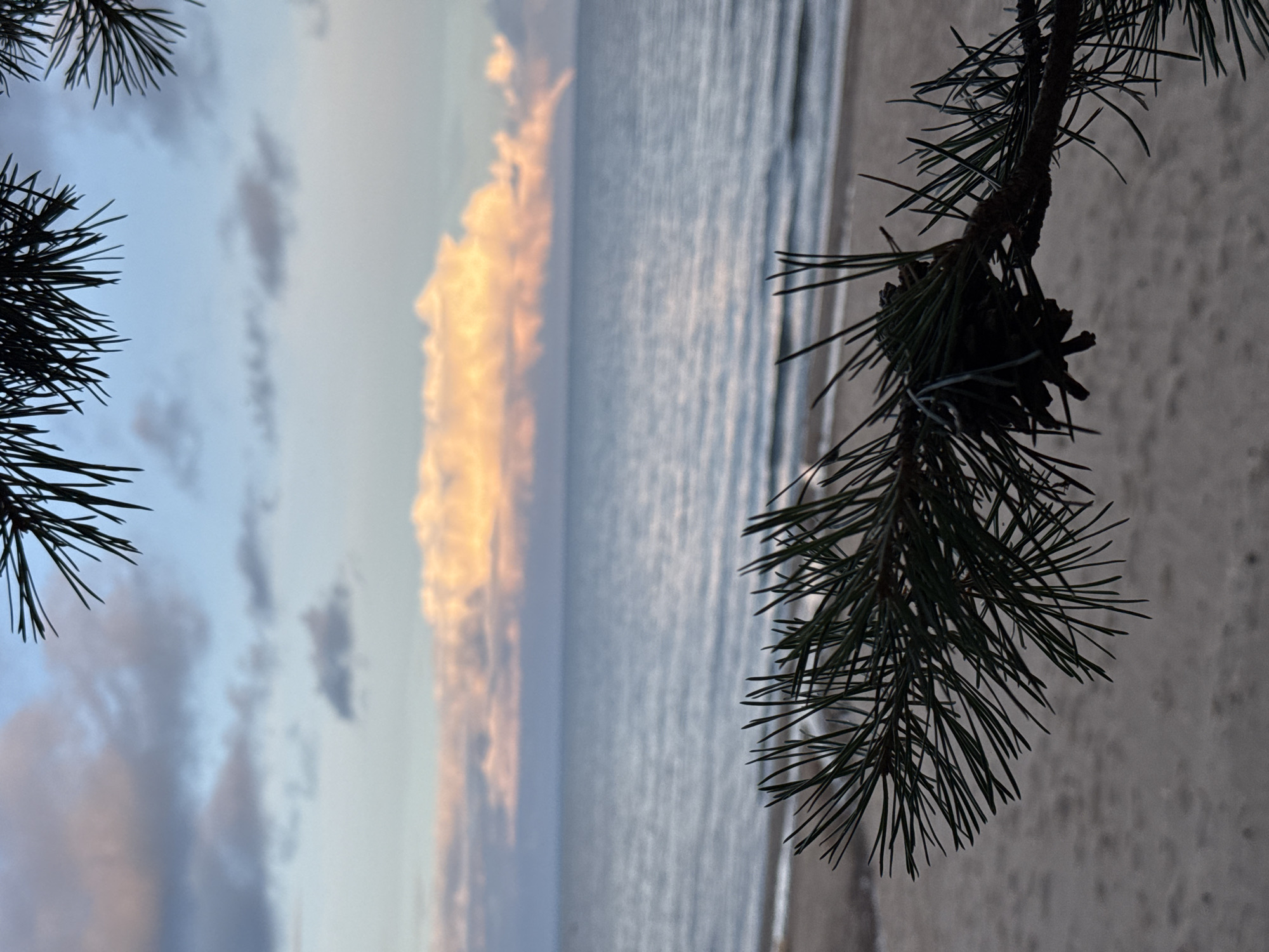 A close-up of a pine branch with a pinecone in focus, extends from the top and right of the frame over a blurred background. The background features a sandy beach, a body of water with gentle waves, and a sky with scattered clouds. The clouds in the distance are illuminated with warm, orange and pink hues, suggesting either sunrise or sunset. The pine branch is dark green and detailed, with sharp needles. The pinecone is brown and textured. The overall scene conveys a natural, serene atmosphere by the sea.