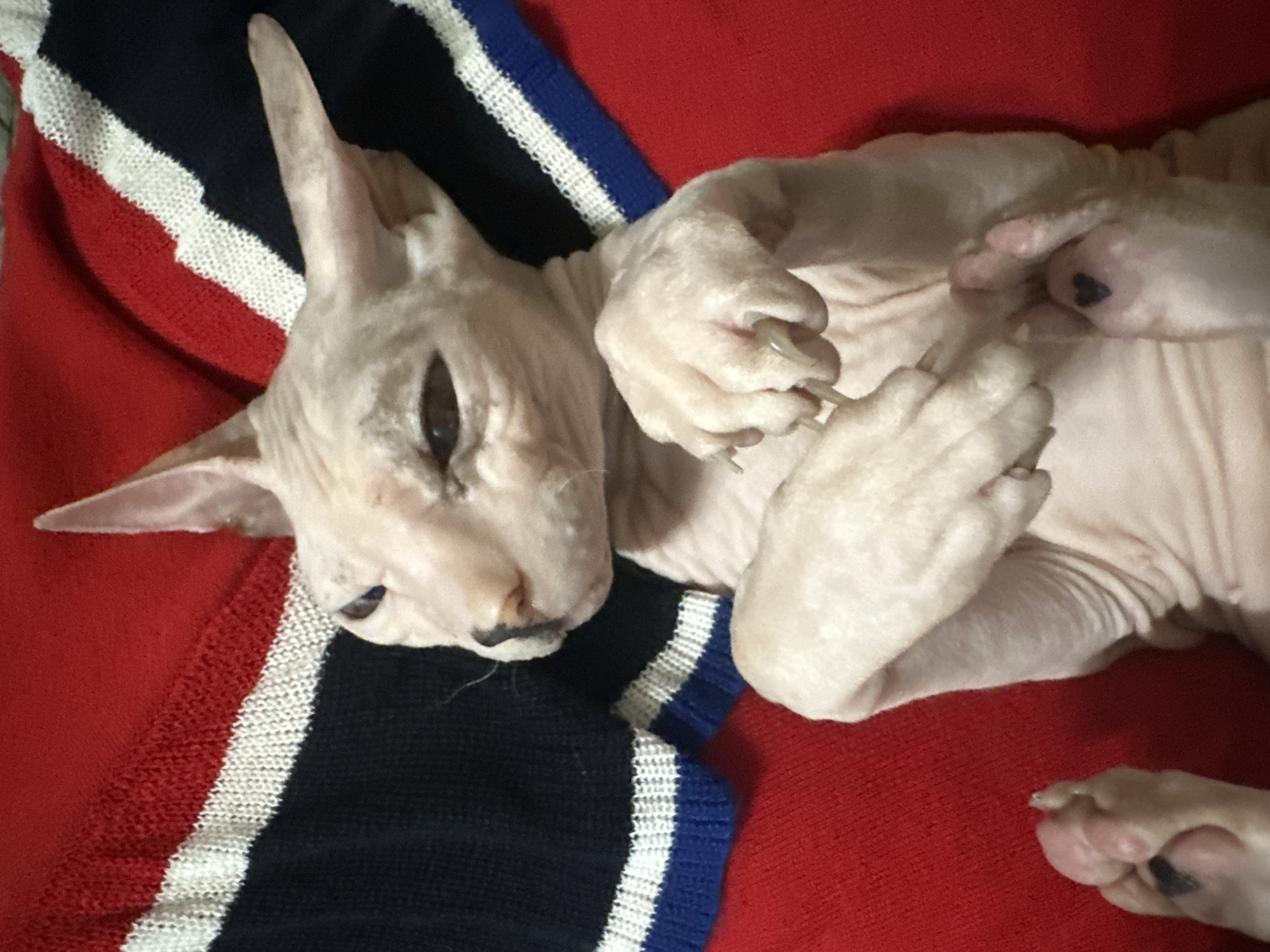 A Sphynx cat is lying on its back on a red surface, possibly a blanket or clothing. The cat is pale pink with some dark markings on its face and paws. Its ears are large and pointed, and its eyes are partially closed, giving it a relaxed appearance. The cat's paws are visible, with its front paws resting on its chest and its back paws slightly extended. The cat is lying on what appears to be a striped material with bands of red, white, and blue. The setting is indoors, with no specific time of day or weather information available. The overall mood is calm and peaceful, as the cat appears to be resting or napping. There is no visible text in the image.
