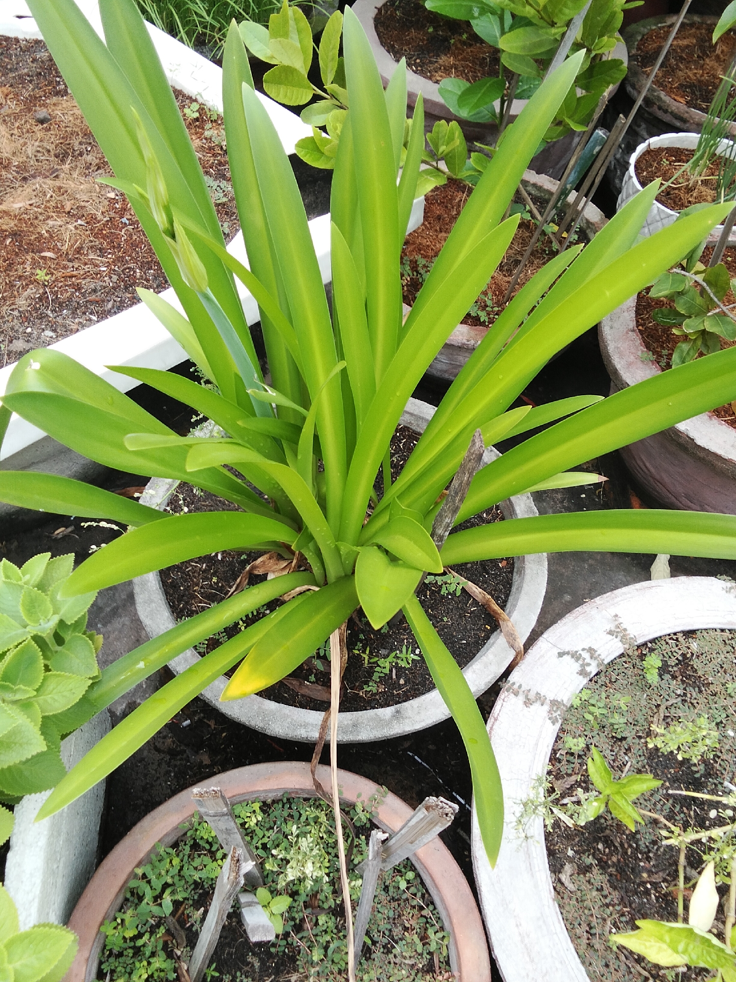 In Phan Thiết, Vietnam, a close-up shot captures a vibrant green plant with long, sword-like leaves emerging from a gray, circular pot. The plant's leaves fan out radially, some pointing upwards and others towards the ground. In the center of the plant, a small, green bud is visible, hinting at a potential bloom. The pot is situated outdoors, surrounded by other planters containing soil and smaller greenery. The background is blurred, but appears to be a natural or garden setting.