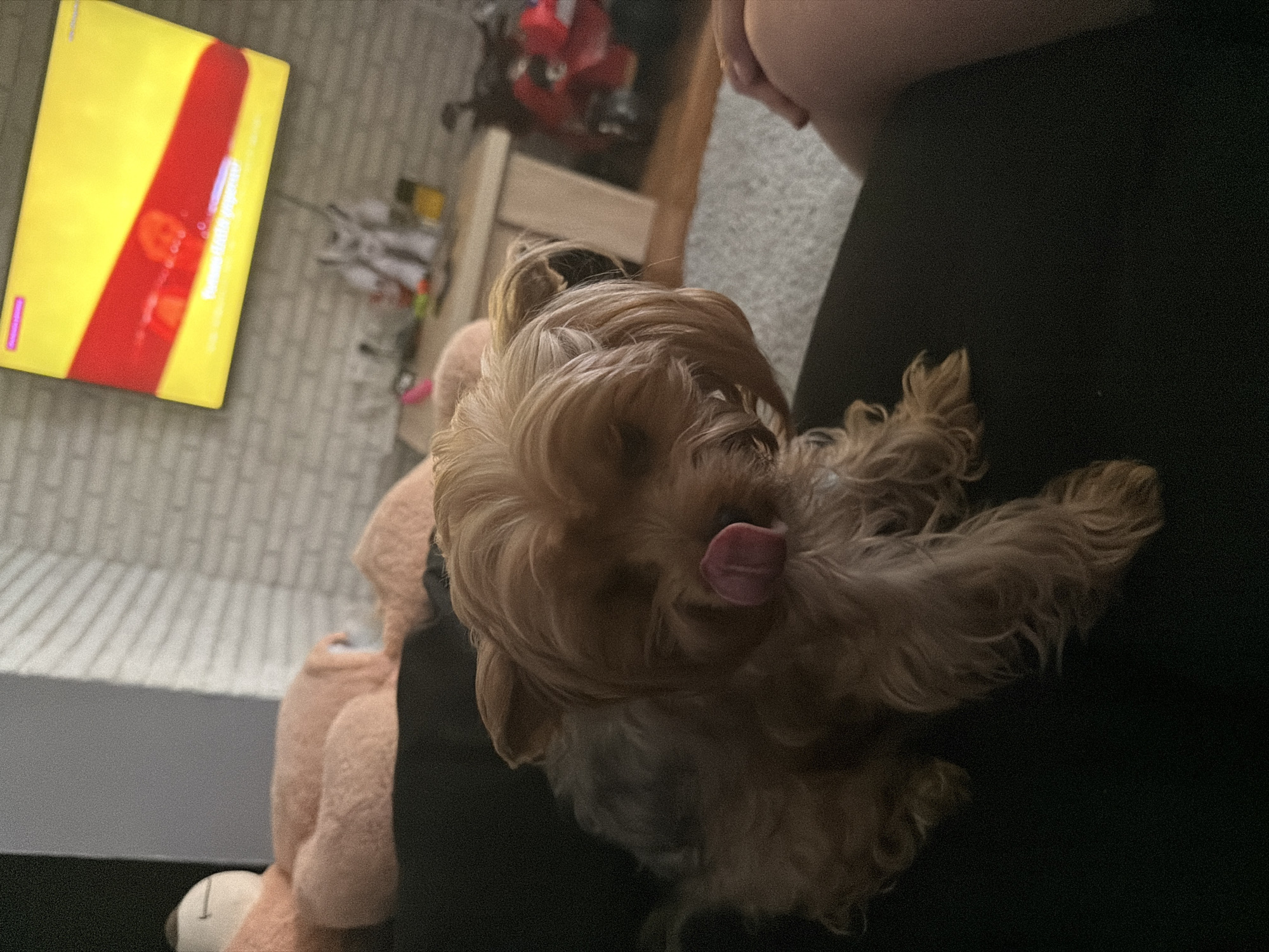 The image presents an overhead view of an indoor scene, likely a living room or bedroom, set in Chaikovsky, Russia. The central subject is a small, light-brown, long-haired dog, resembling a Yorkshire Terrier, captured in mid-action with its pink tongue extended, seemingly licking its nose or grooming itself. The dog rests on or is being held by a person, whose dark-clothed leg and lap are visible on the right side of the frame.
To the left of the dog, a large, light pink teddy bear is partially visible. The floor beneath features a light-colored rug or carpet with a distinct striped pattern. In the background, a television screen is prominently displayed, showing bright, vivid colors—a large yellow area with a broad red vertical stripe. Faint and blurry text on the screen is discernible as "Fortnite Hotter ????????", suggesting that a video game or a gaming-related display is active.
The lighting indicates an indoor setting, possibly during the evening, with the TV screen contributing to the ambient light. The overall atmosphere is domestic and relaxed, capturing a moment of a pet and a person interacting within a home environment.