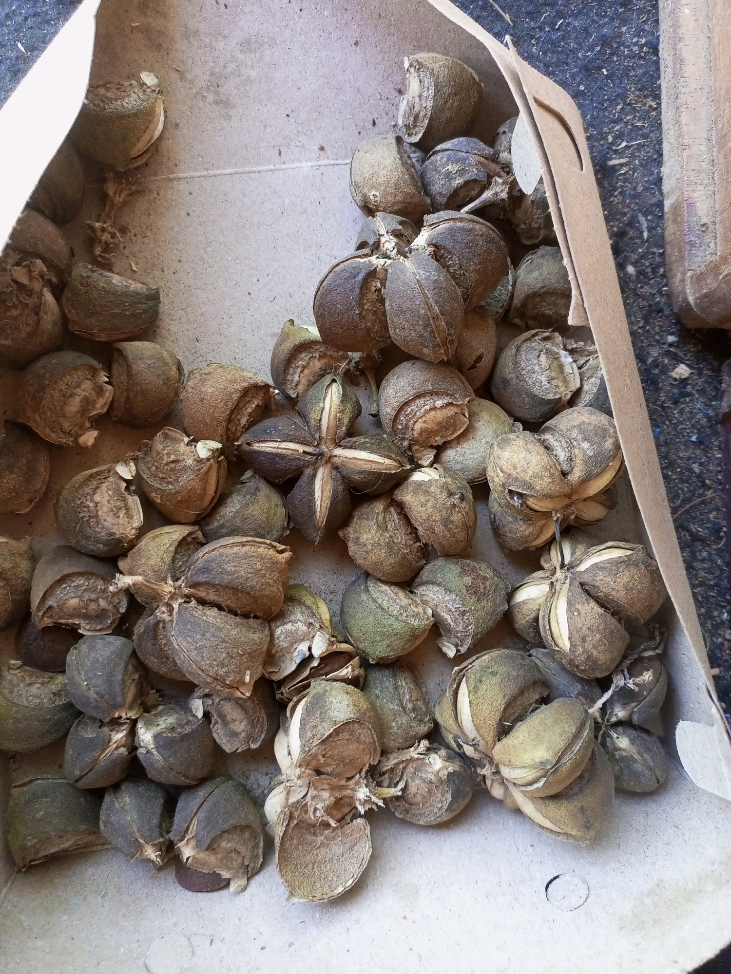 The image displays a top-down view of a cardboard box filled with star anise seed pods. The pods are varied in color, ranging from light brown to green, and many are open, revealing their internal structure. Some pods are intact, while others appear to be broken or partially opened. The cardboard box is slightly worn and appears to be made of recycled material. The background is out of focus, but suggests an outdoor environment with dirt and a wooden object visible on the right side. The lighting is natural and appears to be from above. The scene is static and there are no people or animals present. The overall impression is of a harvest or collection of dried seed pods. The location of Jatipurno, Indonesia, is mentioned in the prompt, but there are no visual cues in the image to confirm this specific location.