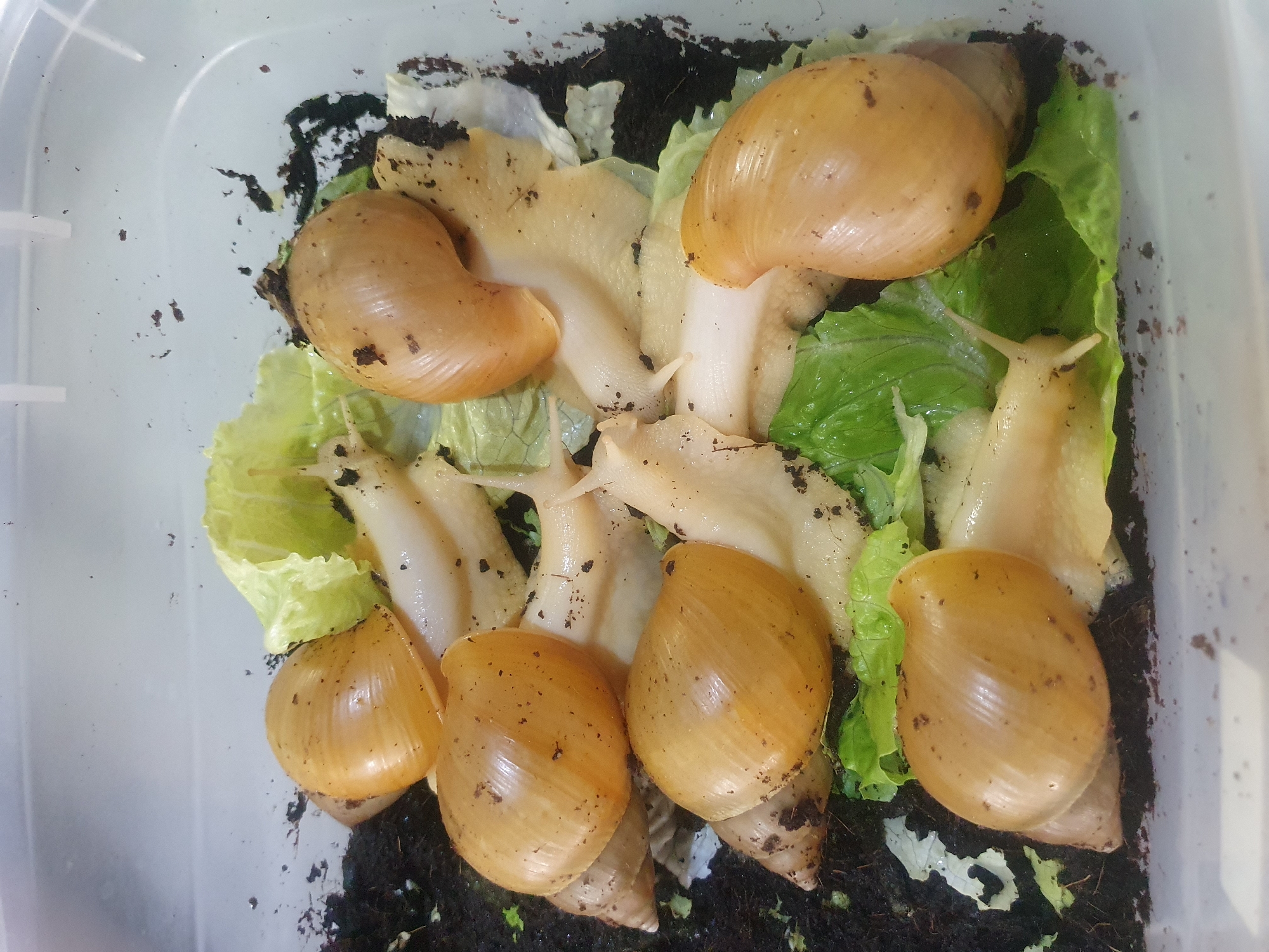 The image presents a top-down view of seven large land snails situated within a translucent plastic container. The base of the container is covered with a dark, loose, organic substrate, consistent with soil or peat. Several pieces of light green leafy material, resembling lettuce, are dispersed across the substrate.
Each snail features an elongated, conical shell that is a uniform light amber to pale golden-brown color, displaying subtle growth lines. Their soft bodies are creamy white to pale beige, and multiple individuals show extended ocular tentacles, indicating activity. The snails are positioned amongst the lettuce and substrate; some are partially obscured by other snails or the leafy material. Fragments of the dark substrate adhere to both the snails' shells and bodies, as well as to the lettuce leaves. One snail in the upper right quadrant is notably covered with a greater amount of substrate. The interior surfaces of the plastic container exhibit minor smudges and scattered particles of the substrate.
There are no discernible features or contextual elements within the image to indicate a specific geographic location such as the city of Shiraz, Iran.