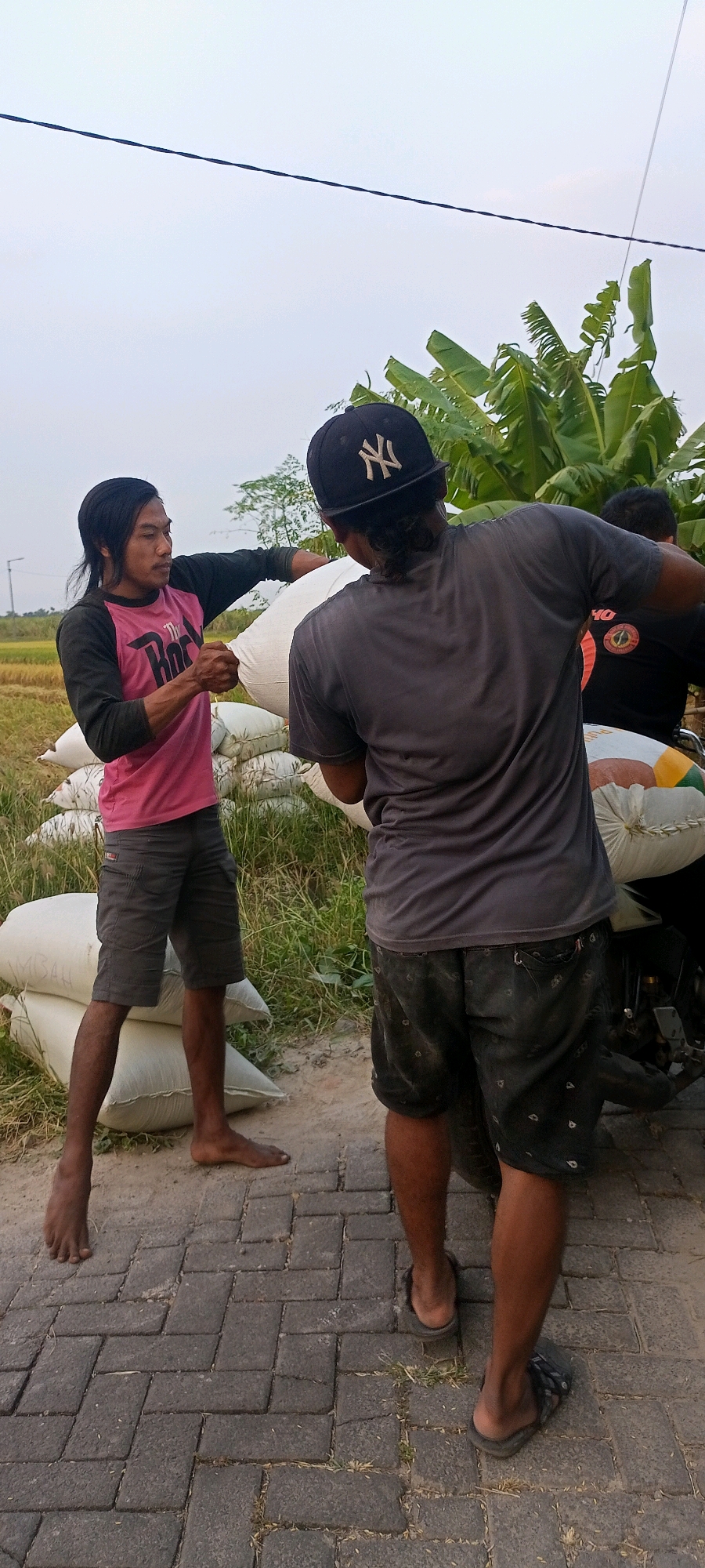 In Gempolklutuk, Indonesia, two men are engaged in moving large sacks, likely grain, near a rice field. The man on the left, wearing a pink and black long-sleeved shirt and grey shorts, is barefoot and holds a white sack with his right hand while reaching for it with his left. He has medium-length dark hair and is looking towards the other man. The man on the right, facing away from the camera, wears a grey t-shirt and patterned grey shorts, and a black baseball cap with a white logo. He is holding a large white sack and appears to be lifting or maneuvering it, possibly onto a motorcycle partially visible on the right side of the image. In the background, stacks of similar white sacks are piled on the ground, and beyond them, lush green banana trees and a rice field are visible under an overcast sky. The ground is paved with dark grey interlocking bricks.