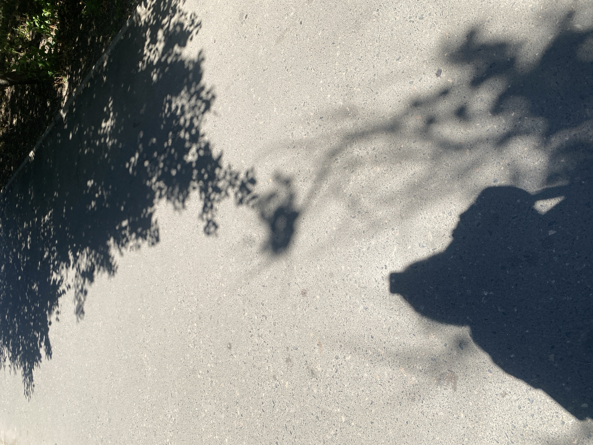 The image is a close-up, high-angle shot of a paved surface, likely a sidewalk or path, with distinct shadows cast by trees and a person. The pavement is gray with visible aggregate. The dominant shadows include a large, irregular shadow of tree foliage across the upper portion of the frame and a prominent silhouette of a person's head and shoulders in the lower left. The person's shadow appears to be cast from a person either standing or sitting, possibly holding something. The context of Chornomorsk, Ukraine, is not visually evident in the image itself, as there are no identifiable landmarks or signs of the city. The scene depicts an outdoor, daytime setting illuminated by sunlight, creating sharp shadows.