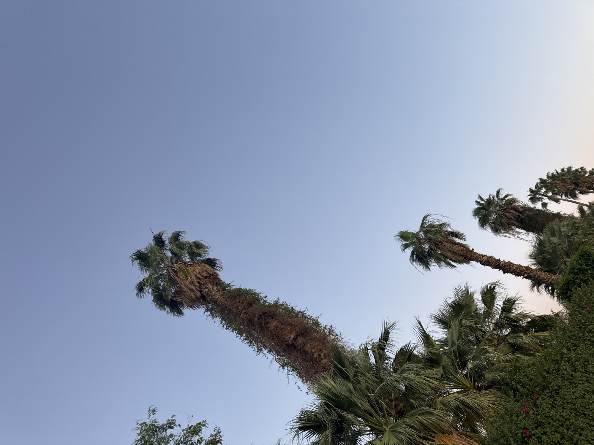 The image shows a low-angle view of several tall palm trees against a clear, light blue sky. The trees have long, thick trunks, with one prominently covered in vines. There is also lush greenery and bushes at the bottom of the frame. The image appears to have been taken outdoors in Indio, United States of America.