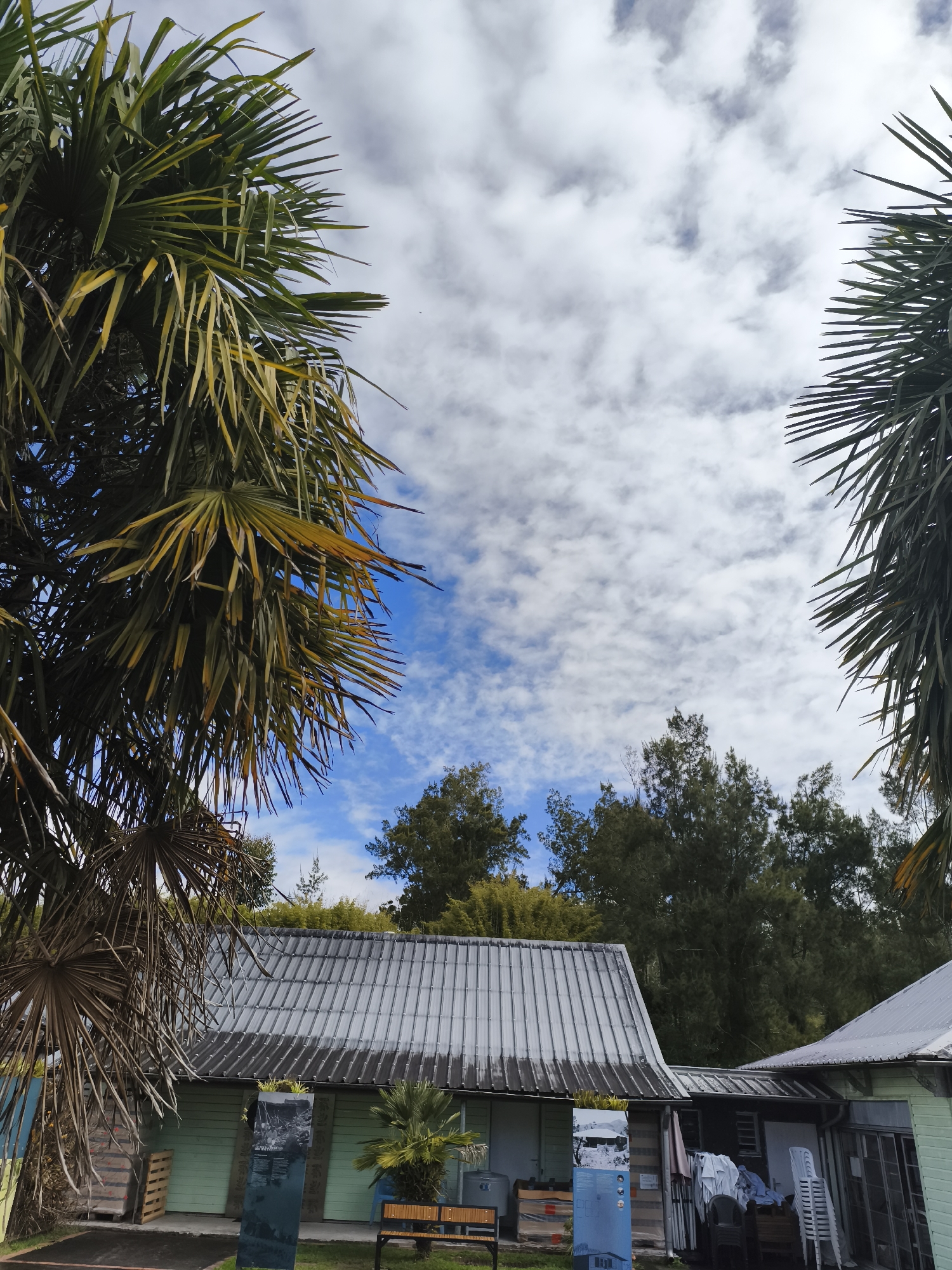 The image captures a view of several low-rise buildings with corrugated metal roofs in La Plaine-des-Palmistes, France. The structures appear to be painted light green. Lush green trees and tall palm trees frame the scene, with their fronds reaching towards a partly cloudy blue sky. In the foreground, near one of the buildings, there is a wooden bench and a small palm tree. There are also some stacked pallets and a blue information display visible. The overall impression is of a tropical or sub-tropical environment.