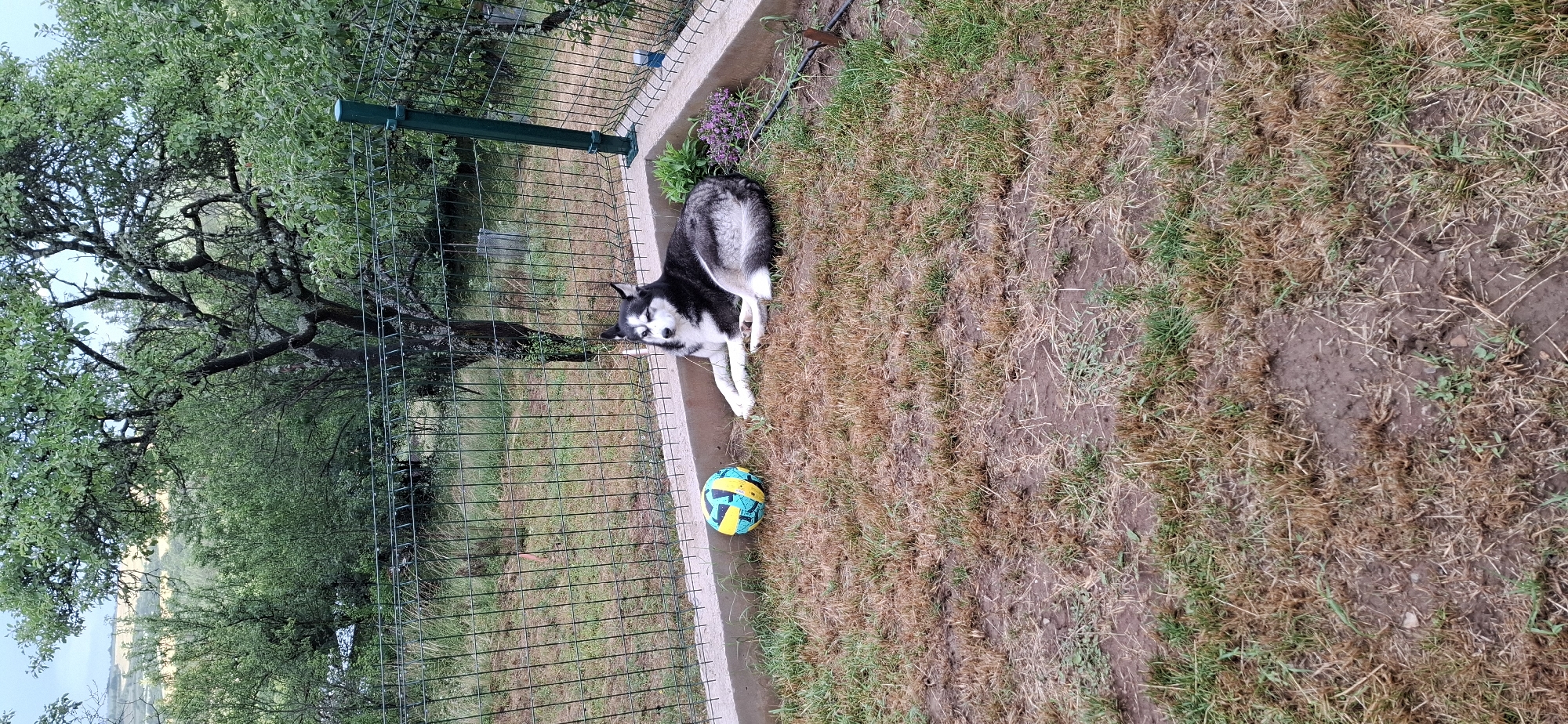In Lobosh, Bulgaria, a Siberian Husky is relaxing on dry, brown grass next to a fence. The dog is black and white with its eyes closed, appearing to be resting. A colorful ball lies on the ground near the dog. Behind the fence, a lush green tree provides shade, with its branches extending over the yard. The scene suggests a warm day, possibly late afternoon, given the lighting. The yard appears somewhat dry, indicating a need for water, but the presence of green grass and vibrant leaves on the tree suggest some areas are healthier. The fence and a concrete border define the edge of the yard.