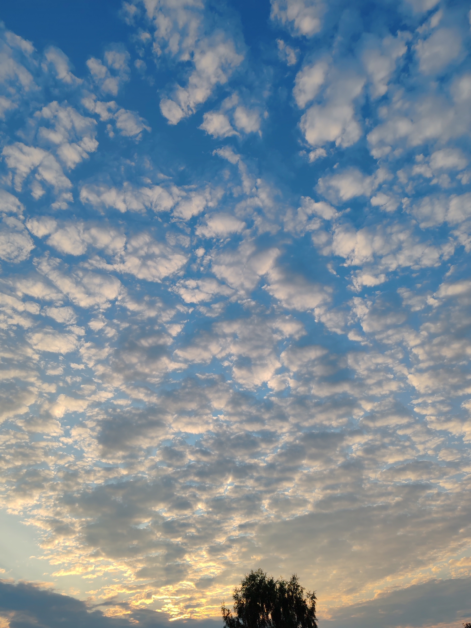 The image shows a sky filled with altocumulus clouds, illuminated by the warm light of a setting sun. The clouds are small and puffy, arranged in rows that create a textured pattern across the blue sky. In the lower part of the image, a silhouette of a tree is visible against the brighter sky near the horizon, suggesting a natural or park-like setting. The light filtering through the clouds indicates it is either sunrise or sunset. The geographical location is specified as Чухлэм, Russia, although the image itself does not contain any specific landmarks to confirm this. No people or specific man-made objects are clearly identifiable in the scene.