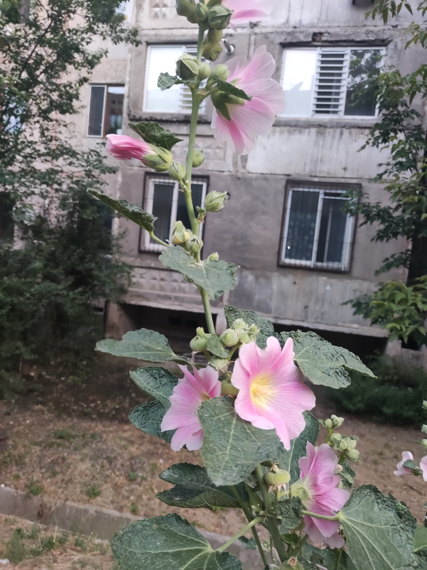 A close-up, eye-level shot focuses on a stalk of pink hollyhocks with large green leaves and several blooming flowers. The background features a weathered, grey concrete apartment building with multiple windows, some with white metal bars. Trees and dry ground with sparse vegetation surround the building. The image was taken in Shymkent, Kazakhstan, likely in a residential area. There are no people or animals visible in the frame.