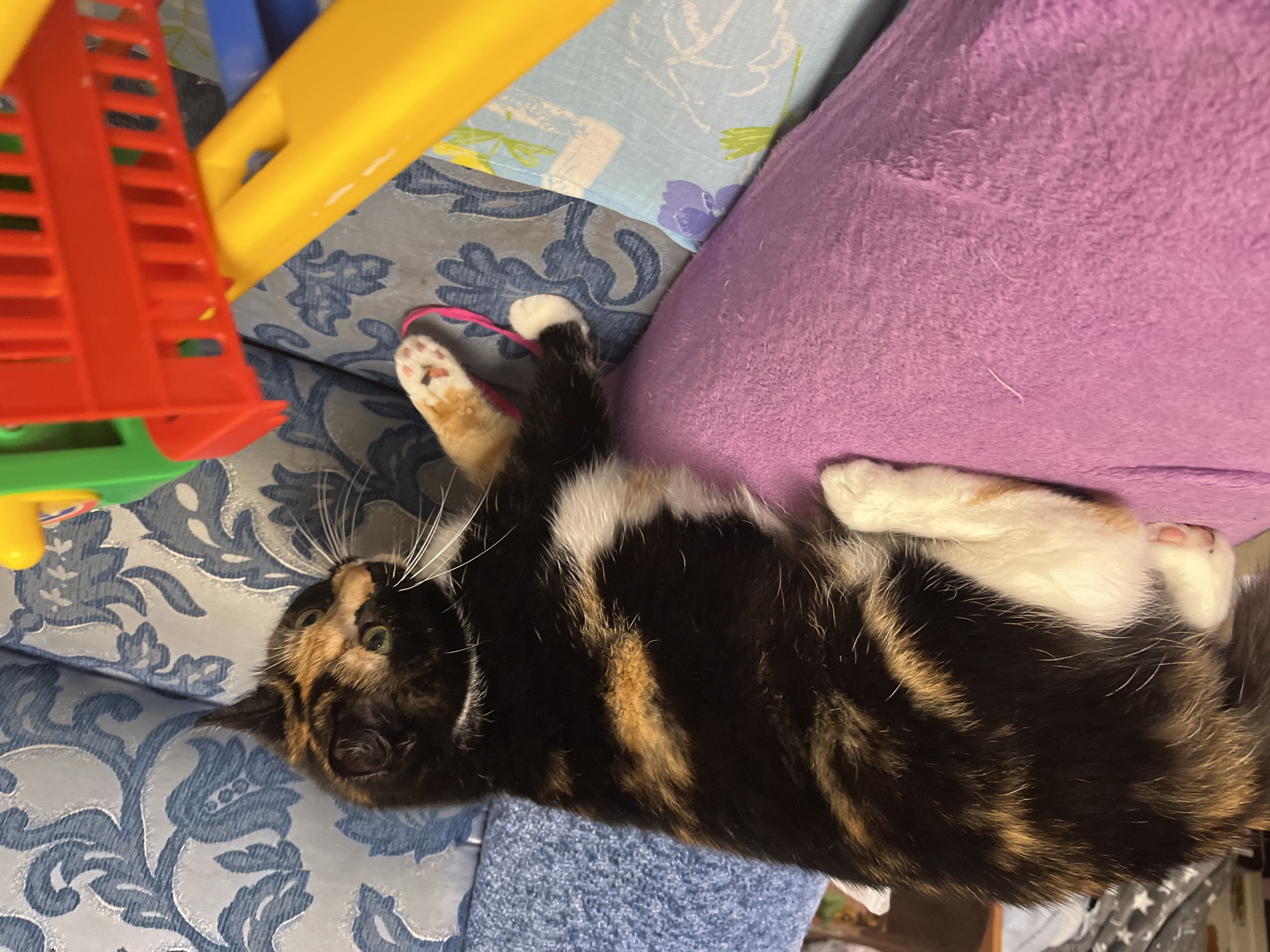 An indoor shot features a calico cat (black, orange, and white fur) lying on its back on patterned blue upholstery. The cat's head is turned towards the viewer, with green eyes wide open and white whiskers fanning out. Its mouth is slightly open, showing its nose. One front paw, with white fur and pink paw pads, is raised and gently holds a pink elastic band, suggesting it is playing. The cat's belly and inner legs are white, while its sides and tail display the distinctive mottled calico pattern.
To the cat's right, parts of a large, colorful plastic toy are visible, including a red ladder-like structure and a curved yellow piece. A small green section of the toy is also present. To the cat's left, a soft, textured purple pillow or blanket is seen, with some loose fibers visible on its surface. Another light blue patterned fabric is visible in the background. The scene is well-lit, showing an informal setting, likely a home, in Chaikovsky, Russia. There is no visible text.