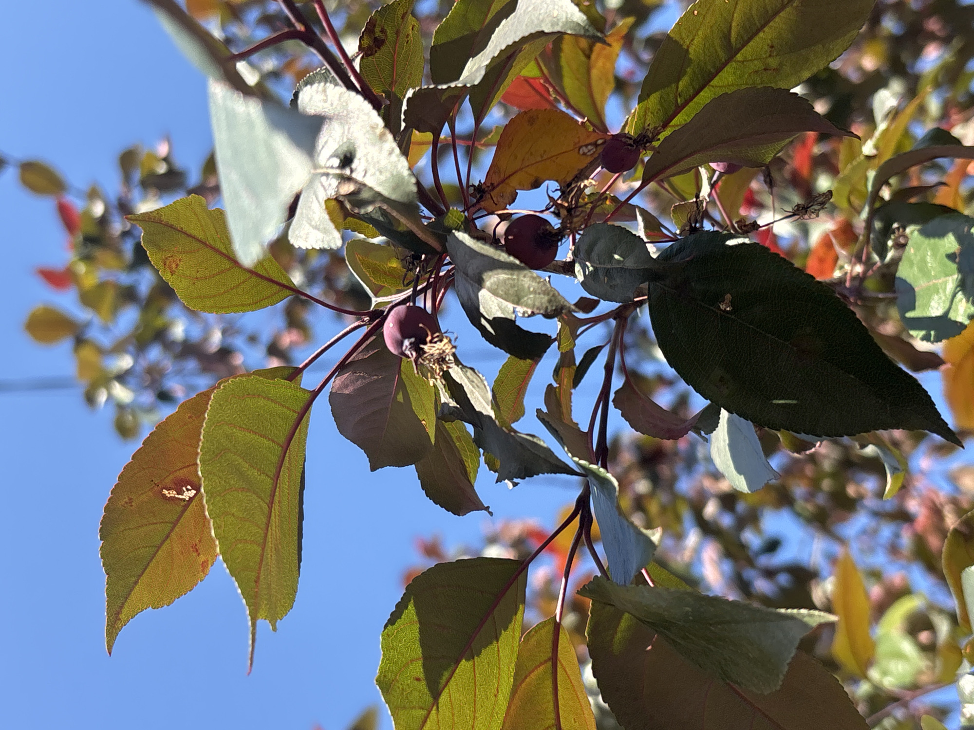 This is a medium shot, eye-level, close-up photograph of a tree branch with leaves and small, dark red crabapples against a bright blue sky. The leaves are varied in color, with some being green, some a reddish-brown, and some a bright yellow, indicating it may be autumn. The branches are dark red. The lighting suggests it is daytime, with the sun casting shadows on the leaves. There are no people or visible text in the image. The setting appears to be outdoors in a natural environment, possibly a park or garden, in Ostrov, Russia. The overall mood is natural and serene, with the vibrant colors of the foliage and the clear sky creating a pleasant scene.
