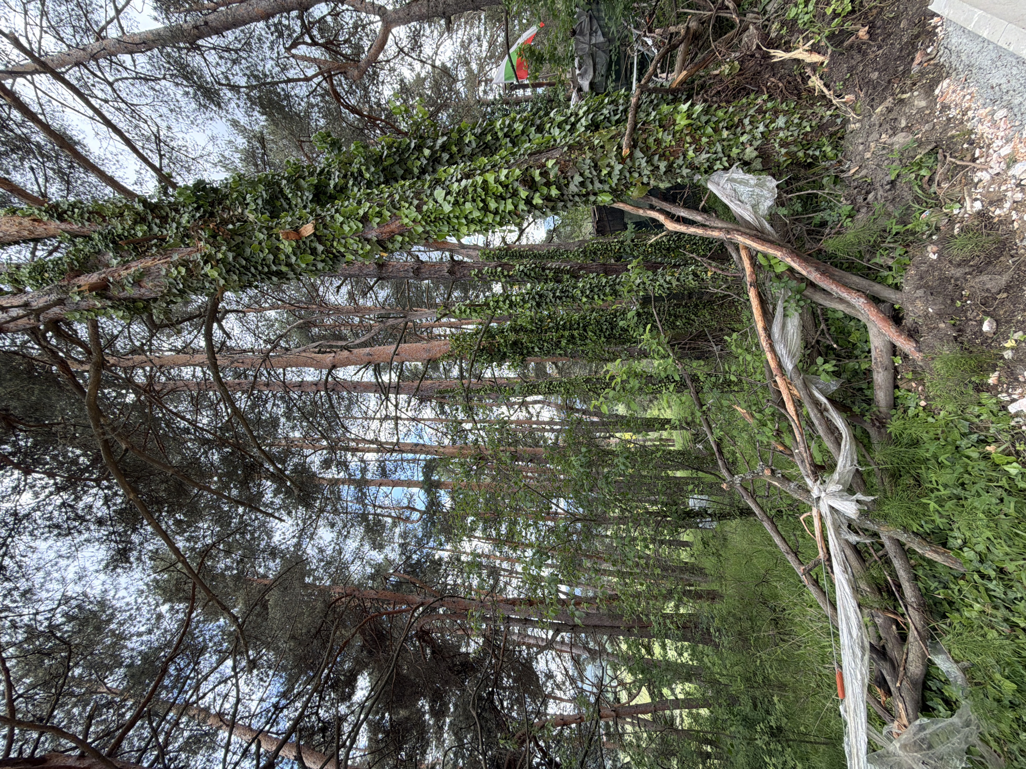This image depicts a dense coniferous forest, consistent with pines, located in Цигов чарк, Bulgaria. The environment is characterized by tall, slender trees with reddish-brown bark and dark green needles reaching towards a partially visible, bright blue sky with scattered clouds. The forest floor is covered with abundant green undergrowth, including grasses, shrubs, and ferns.
Multiple tree trunks, particularly in the mid-ground and right foreground, are heavily overgrown with dense, vibrant green ivy. In the lower foreground, a collection of fallen branches and broken timber lies on uneven ground composed of exposed dark earth and light-colored gravel. Entangled within these branches and surrounding vegetation are several pieces of crinkled, translucent plastic sheeting, appearing as litter.
In the upper-right quarter of the image, partially obscured by tree branches and foliage, a Bulgarian flag is visible. The flag displays three horizontal stripes: white on top, green in the middle, and red at the bottom. No individuals are present in the scene. The overall lighting suggests daylight conditions, possibly with some cloud cover.