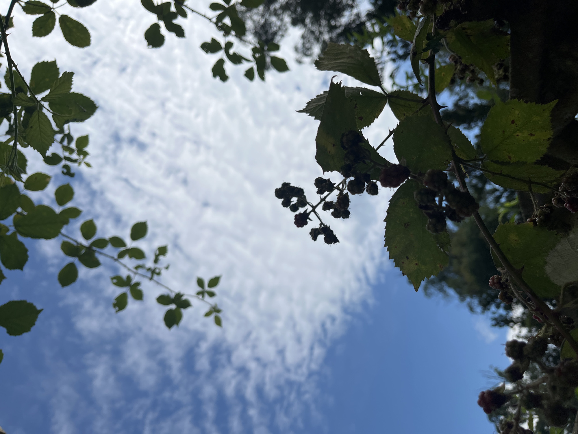 This is a low-angle shot of blackberry bushes against a bright blue sky with wispy white clouds. The branches of the bushes are in the foreground and mid-ground, with leaves and unripe berries visible. Some ripe, dark berries are also present. The background shows a blur of green foliage, suggesting trees. The image appears to be taken outdoors, possibly in a garden or natural setting. There is no indication of specific urban features or landmarks that would tie it to Ureki, Georgia.