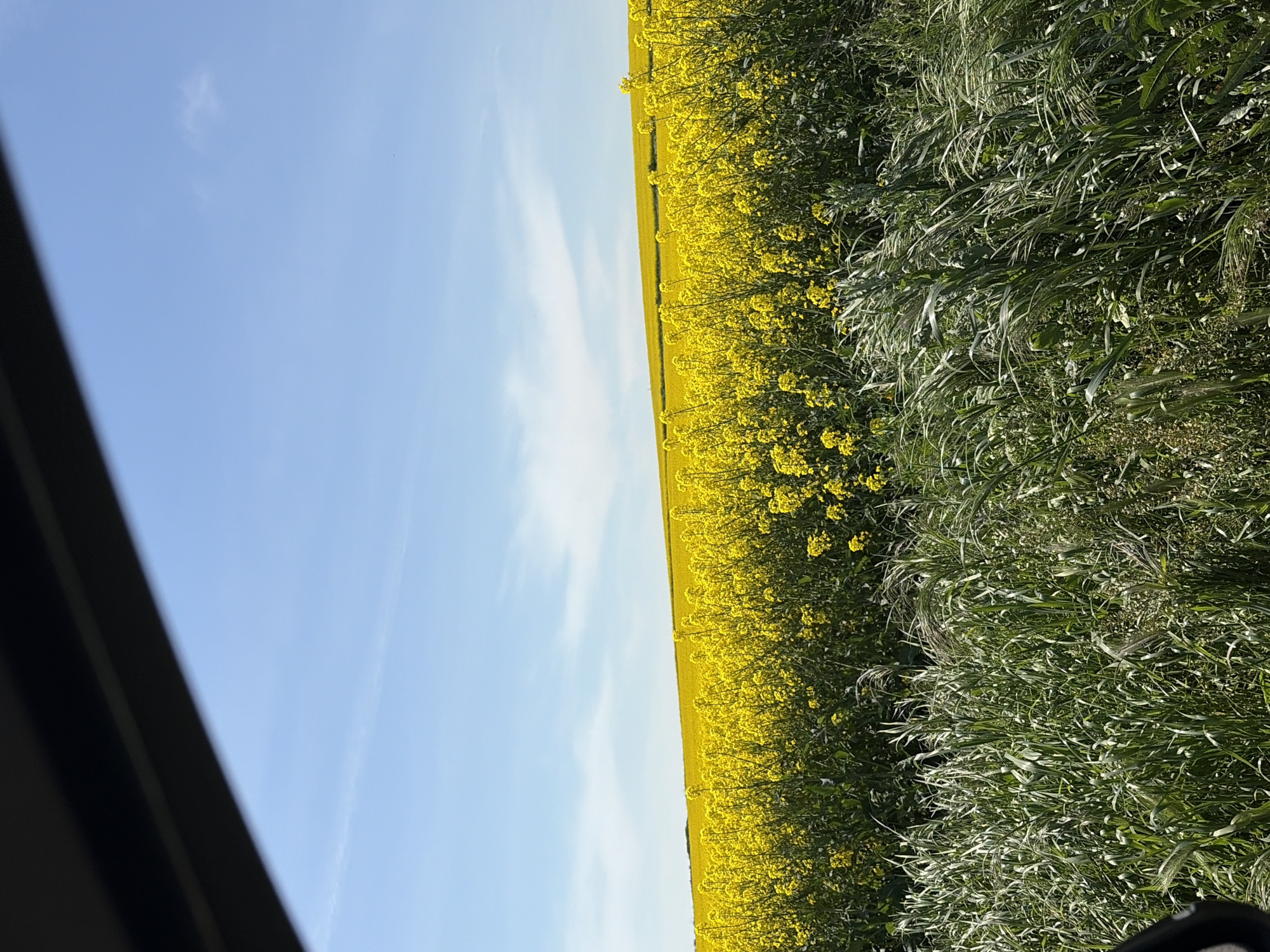 The image shows a field of yellow flowers adjacent to tall green grass under a blue sky with thin clouds. The scene is observed from within a vehicle, indicated by a dark frame on the left side of the image. The location, Kableshkovo, Bulgaria, is assumed based on the prompt's request, but there are no features in the image to corroborate the location. No people or subjects are visible in the image. The environment is agricultural.