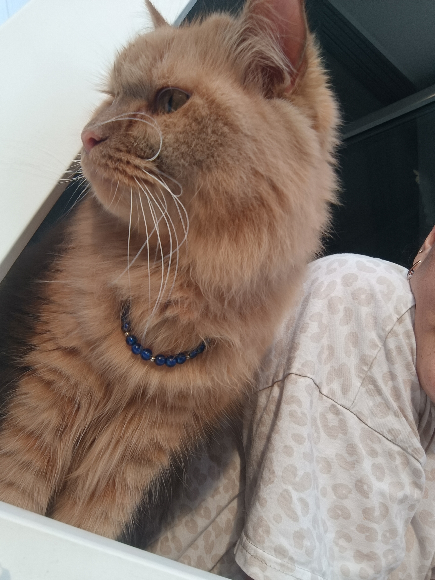 This is a medium shot, eye-level, portrait-style photograph of a fluffy, orange cat with a blue beaded collar. The cat is looking to its left, with its head and neck filling the left side of the frame. The cat's fur is a vibrant orange, and its whiskers are prominent and white. The beaded collar is a rich blue with gold accents. Behind the cat, a person's shoulder and upper arm are visible, wearing a light-colored t-shirt with a subtle leopard print pattern. The person's face is partially visible on the right side of the frame, and they are wearing a gold hoop earring. The background is dark and out of focus, suggesting an indoor setting. The lighting is soft and diffused, highlighting the texture of the cat's fur. The photograph does not provide any specific details about the city of Chaikovsky, Russia, or its location within it.