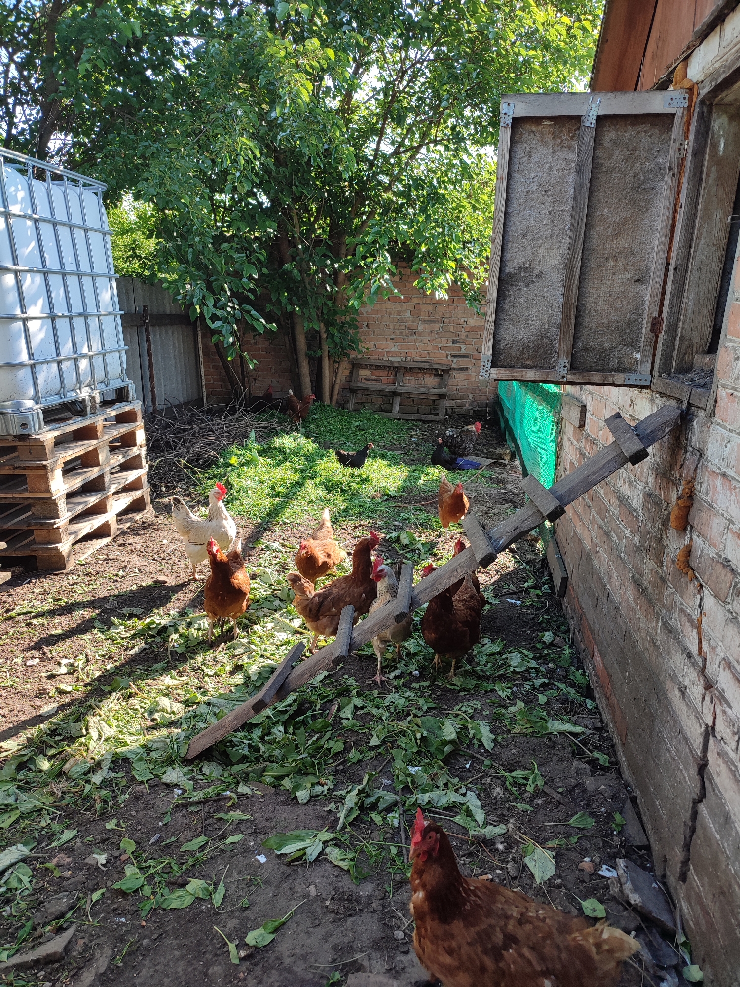 The image depicts a rural backyard scene in Shyshaky, Ukraine, featuring a flock of chickens in an outdoor enclosure. Dominating the left side of the frame is a large, white IBC tote tank resting on wooden pallets. Adjacent to the tote is a grey corrugated metal fence. A brick building forms the right boundary of the scene, with a wooden door-like opening at the top of the image. A rustic wooden ramp leads from the ground to this opening. The ground is covered in dirt, scattered green foliage, and debris. Several chickens, primarily brown and white, are visible throughout the enclosure, some are pecking at the ground, while others stand near the ramp. A large tree with dense green foliage is situated behind the tote and to the left of the building, casting shadows across the ground. The overall environment suggests a functional chicken coop area within a residential or farm property.
