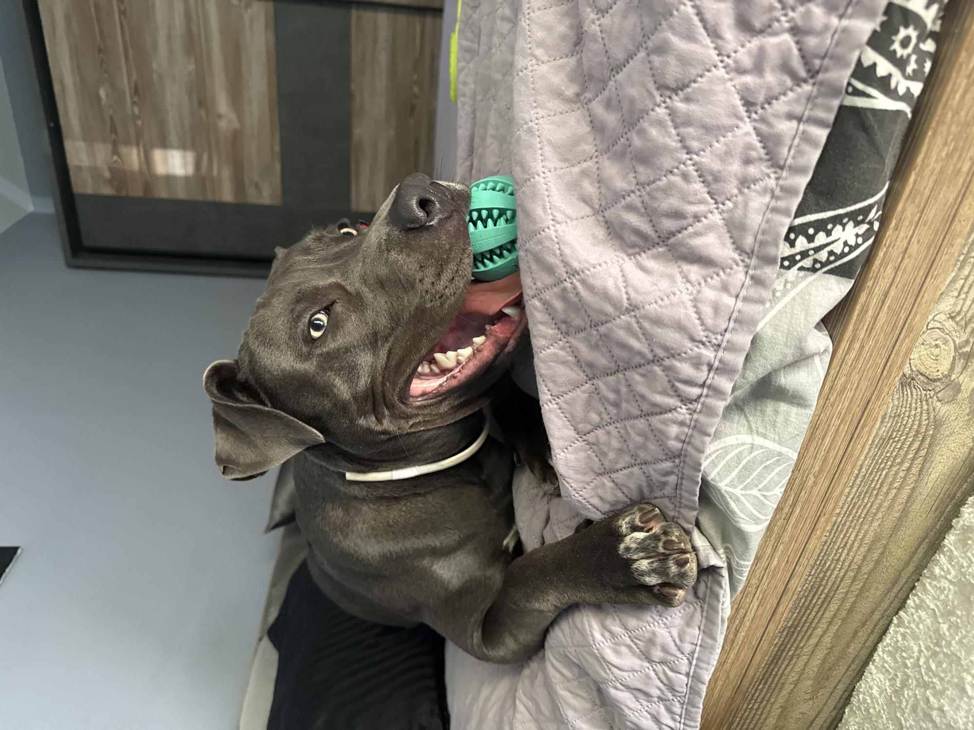 A dark gray pit bull terrier lies on a bed with a teal chew toy in its mouth. The dog is on its side, facing the camera with its mouth open and its tongue visible. The bed is covered with a light purple quilted comforter and other patterned bedding. In the background, a dark closet with wooden doors is visible. The lighting suggests an indoor setting. The image was taken on a bed, in the city of Varna, Bulgaria.