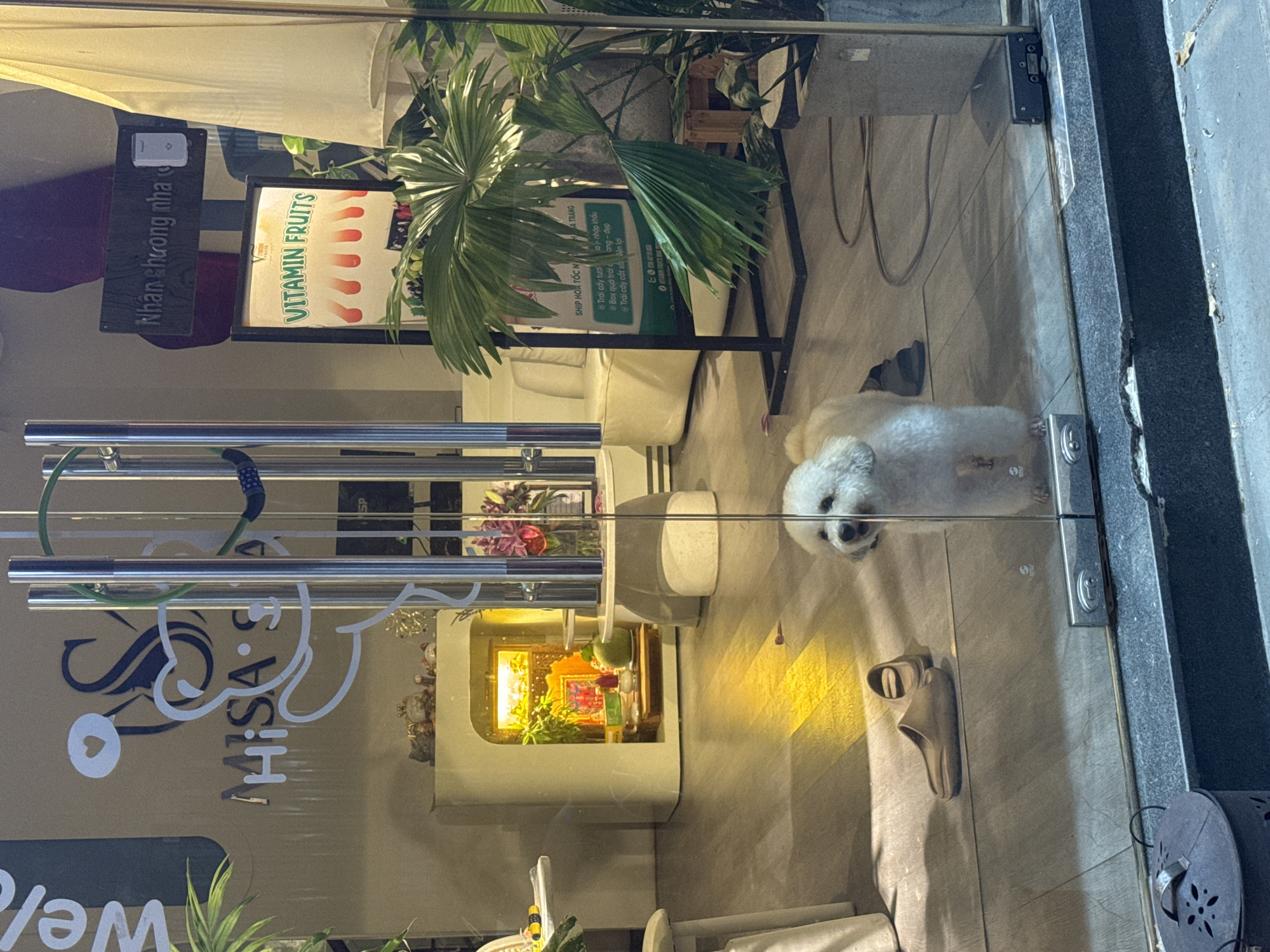 A fluffy white dog stands behind a glass door, looking out at the viewer. The dog appears to be a poodle mix, with curly fur. The dog is facing the camera, with its head slightly tilted. The dog's tail is not visible. In the background, there is a store with various items for sale. The store appears to be a spa or beauty salon, with a sign that says "MISA SPA". There are also plants and decorative items in the store. The floor is made of wood, and the walls are painted white. The lighting is soft and warm. The location is Nha Trang, Vietnam.
