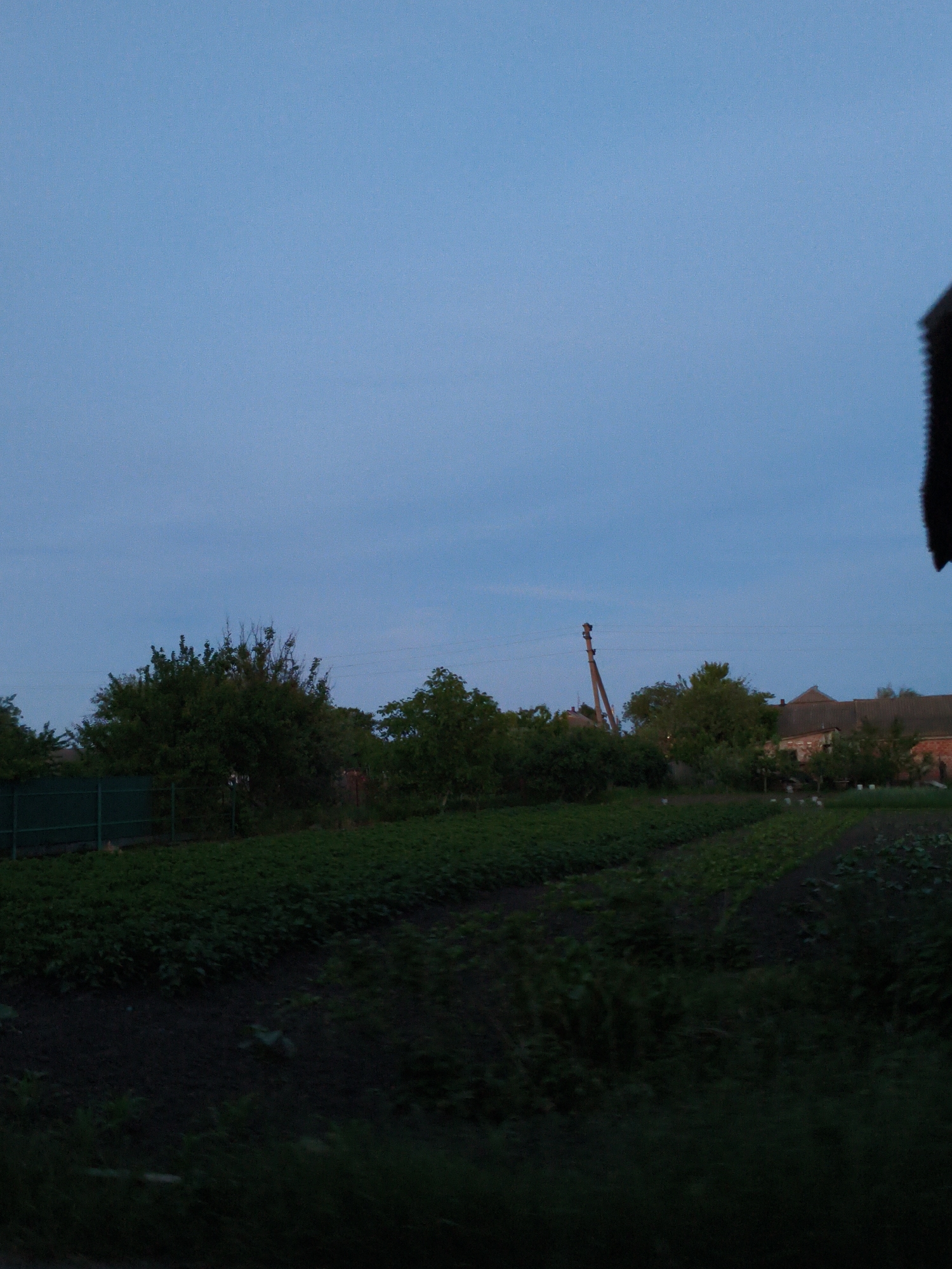 This image depicts a tranquil rural or semi-rural landscape during either dawn or dusk, under a soft, dim light. The upper half of the frame is dominated by a clear, deep blue sky, exhibiting a slight haze or light cloud cover.
In the mid-ground, a cultivated field or garden stretches horizontally, filled with rows of dense, dark green leafy plants, likely agricultural crops or vegetables. To the left, a dark green fence runs along the edge of the field, backed by a cluster of lush trees and bushes. Additional trees with varying shades of green foliage are dispersed across the mid-distance, partially obscuring the structures beyond.
On the right side of the image, several buildings with distinct reddish-brown roofs and brick walls are visible, peeking through and above the tree line, suggesting residential houses or farm structures. A leaning wooden utility pole stands prominently in the mid-distance towards the center-right, with faint wires extending from it. Within the cultivated area on the right, several small, light-colored specks are discernible, possibly indicating domestic fowl such as chickens or geese. The immediate foreground on the bottom right shows a dark, out-of-focus element, likely the edge of a roof or an architectural feature, suggesting the photograph was taken from a partially enclosed or covered position.
No people are visible in the scene. The overall ambiance is quiet and agricultural, characteristic of a countryside setting in Ustyvytsia, Ukraine. No visible text is present.