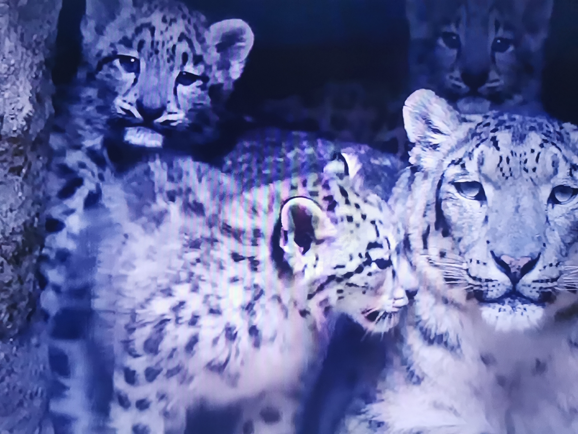 The media file depicts a close-up view of a family of snow leopards, likely in a rocky, dimly lit environment, possibly a den. The subjects are an adult snow leopard and at least two cubs. The adult snow leopard is prominently featured in the foreground, with its face filling a significant portion of the frame. Its characteristic spotted fur, large eyes, and whiskers are visible. To its left and slightly behind, two snow leopard cubs are nestled together. One cub's head is visible in the upper left, and another is peeking from behind the adult, its face turned towards the viewer, showing its own spotted markings and wide eyes. The overall lighting is subdued, with a bluish tint, suggesting it could be nighttime or a shaded area. The cubs appear alert and curious, while the adult seems calm and protective. There are no visible signs of human activity or text in the image. The setting appears natural and wild, with a textured element, possibly rock or vegetation, on the far left.