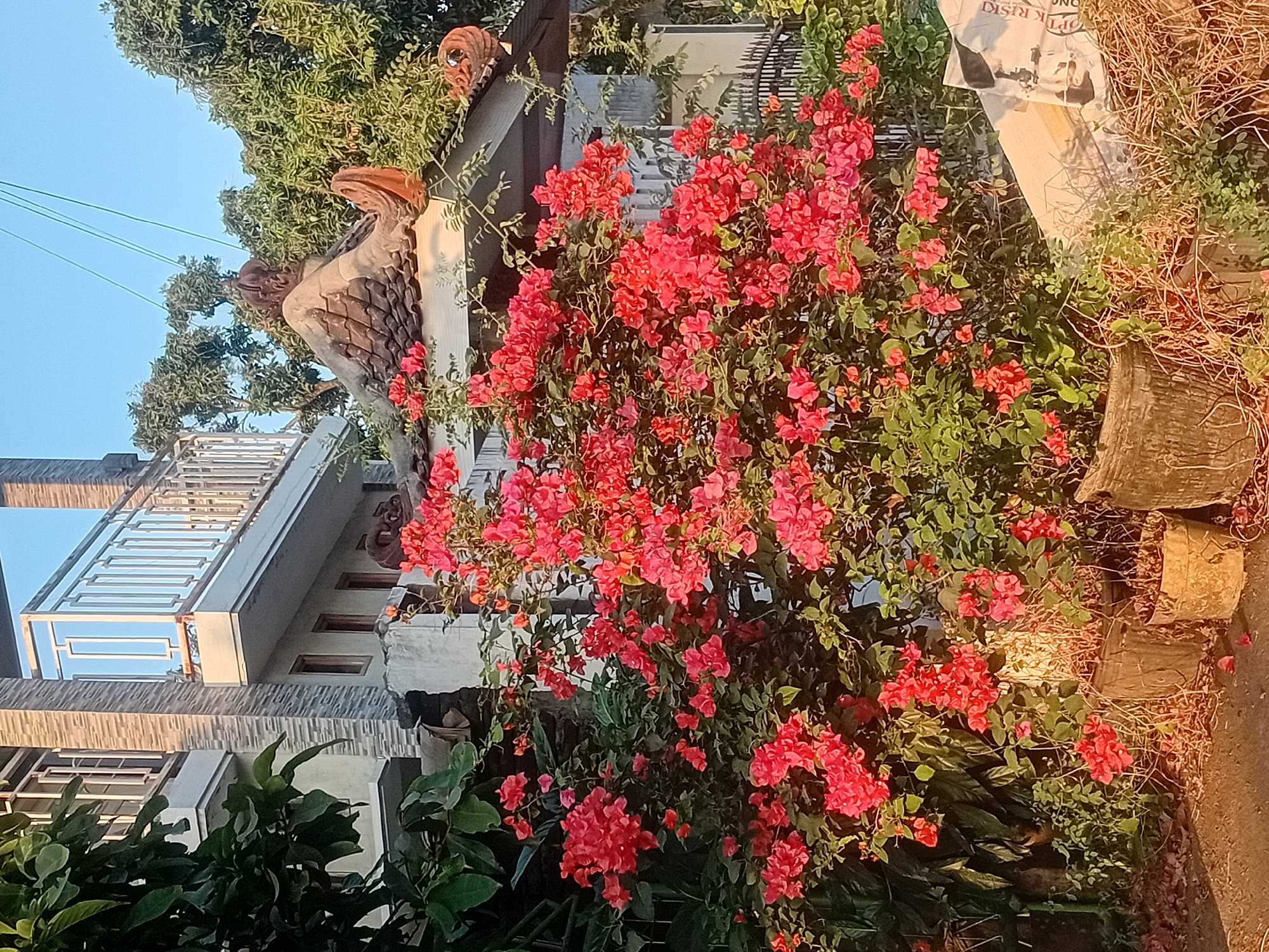 The image shows a vibrant bougainvillea bush in full bloom with bright pink flowers, situated in front of a two-story building with a tiled roof in Bae, Indonesia. The building has a balcony with a metal railing and several windows. To the right of the building, there is a decorative tiled roof section, possibly part of a separate structure or an extension of the main building. Several potted plants, some appearing weathered, are visible at the base of the bougainvillea. In the background, lush green trees and a clear blue sky complete the scene. There are no people or animals present in the image. The lighting suggests it is daytime, likely morning or late afternoon due to the warm tones and shadows.