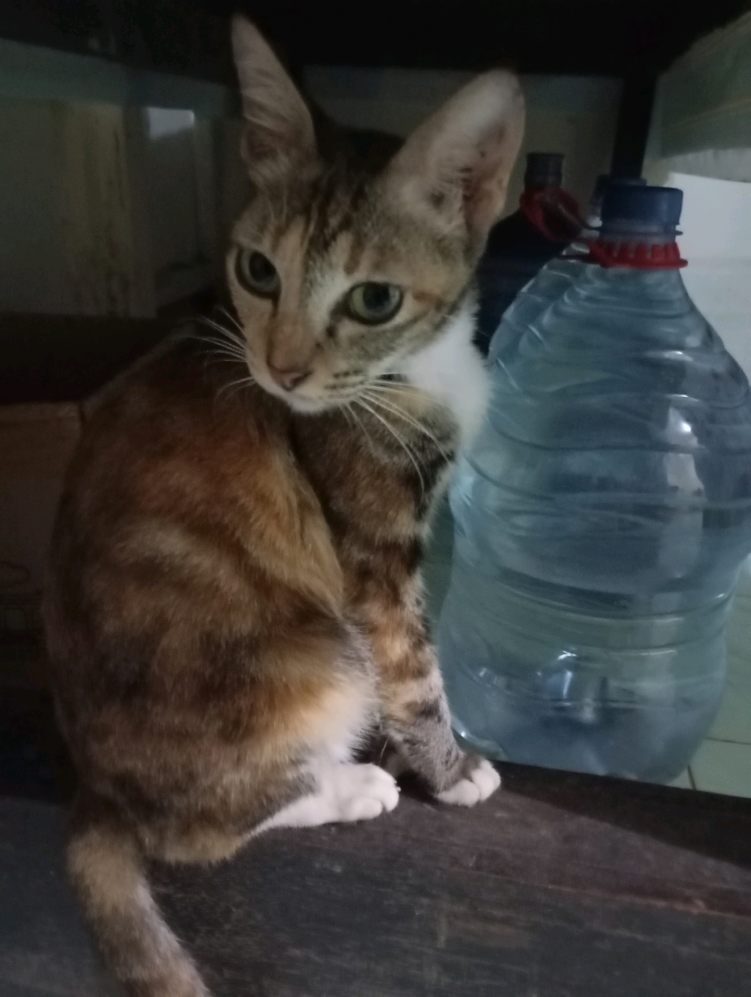 A calico cat is perched on a dark wooden surface, with a large, clear plastic water bottle filled with blue liquid to its right. The cat is facing left, with its head turned to look towards the viewer. Its fur is a mix of brown, black, and white. The background is dark and appears to be indoors, possibly a kitchen or storage area, with some shelving visible above. The water bottle has a blue cap and a red ring around its neck. The scene suggests a domestic setting in Balikpapan, Indonesia.