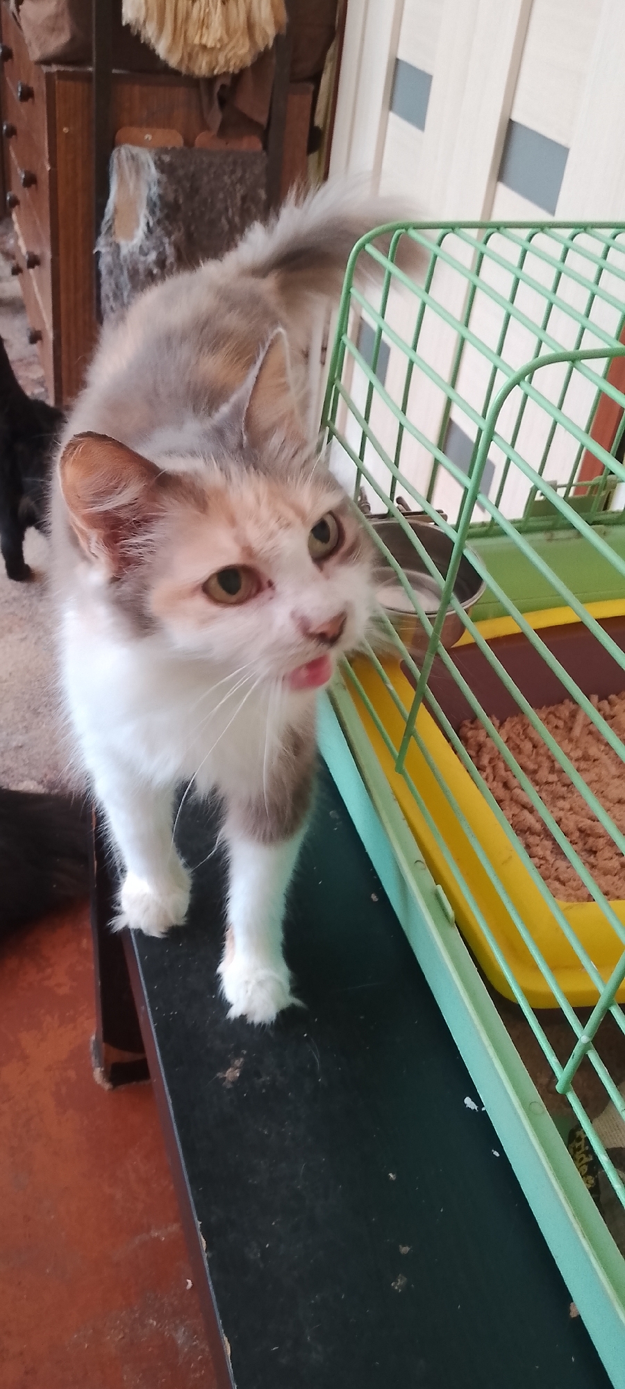 The image shows a calico cat with white, gray, and tan markings standing on a black surface. The cat is looking towards the right side of the frame with its tongue slightly extended. To the right of the cat is a green wire cage with a yellow tray inside, filled with wood shavings. The background consists of a wooden cabinet and a wall with vertical panels. There is no indication of the specific location within the city of Belgorod, Russia, in the provided image.