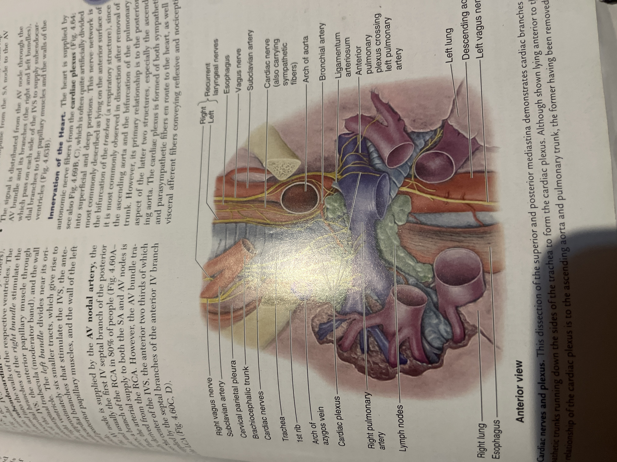 The image displays a detailed anatomical illustration of the anterior view of the cardiac region, focusing on nerves and blood vessels. Various structures are labeled, including the vagus nerve, subclavian artery, trachea, arch of the aorta, cardiac plexus, and pulmonary arteries. The illustration shows complex networks of yellow lines representing nerves and red and blue vessels representing arteries and veins, respectively, surrounding the heart and major arteries. The image is part of a textbook or medical reference, as indicated by the text and labels. There is no information within the image that relates to the city of Jalingo, Nigeria, or any forensic details.