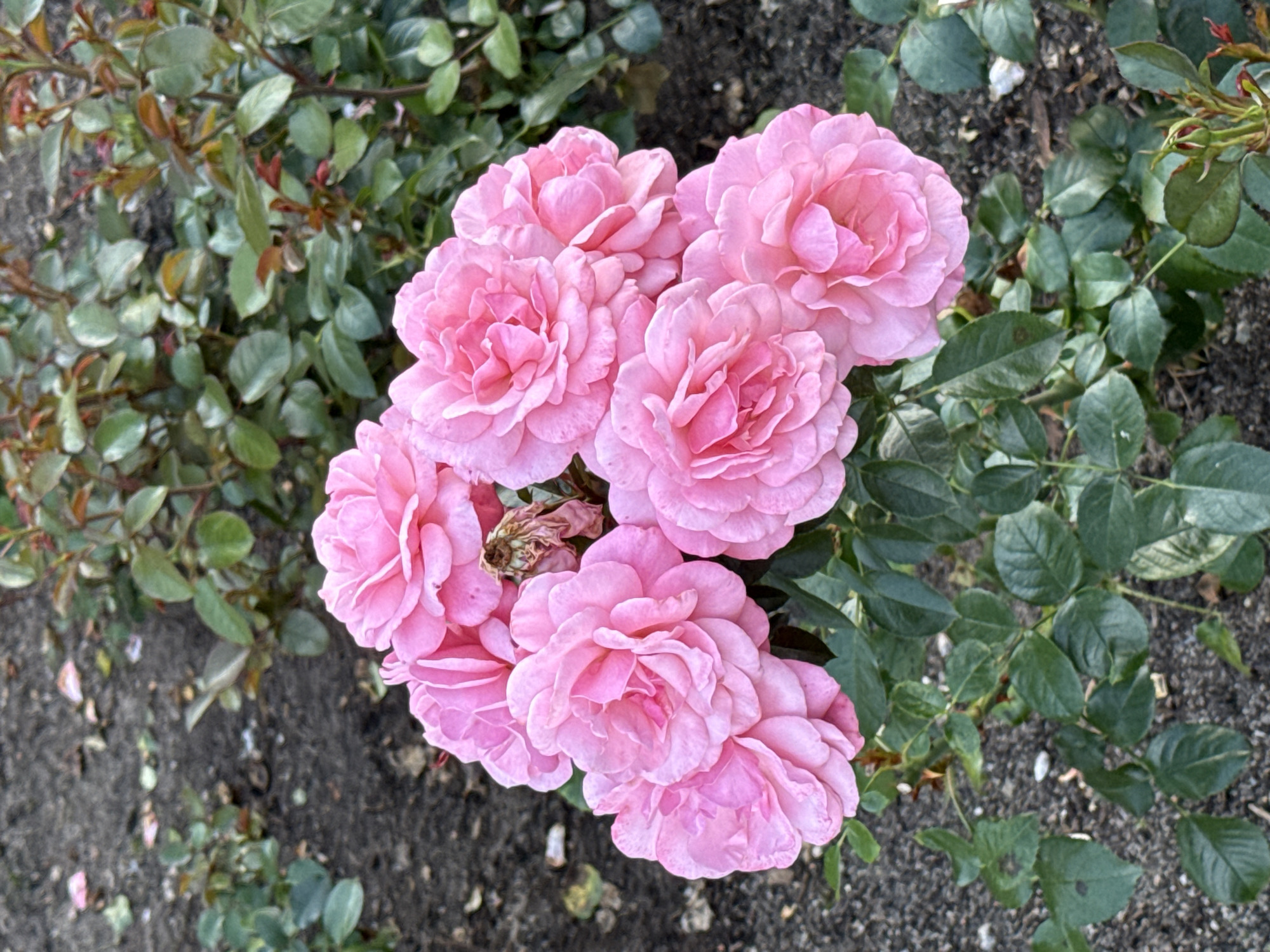A close-up, vertical shot shows a cluster of seven vibrant pink roses in full bloom. The roses are layered, with some overlapping and others slightly separated, displaying intricate petal formations. The background consists of dark, rich soil interspersed with green foliage. Some of the rose leaves are a deep green, while others exhibit reddish-brown hues, particularly on newer growth. A few fallen petals are scattered on the soil. A single, dried rose blossom is visible amongst the fresh blooms, adding a touch of contrast. The lighting appears to be natural daylight, casting soft shadows that enhance the texture of the petals. The image conveys a sense of natural beauty and the delicate state of the flowers. There are no people or animals present. The scene is set outdoors, with the soil and foliage suggesting a garden setting within the city of Tallinn, Estonia.