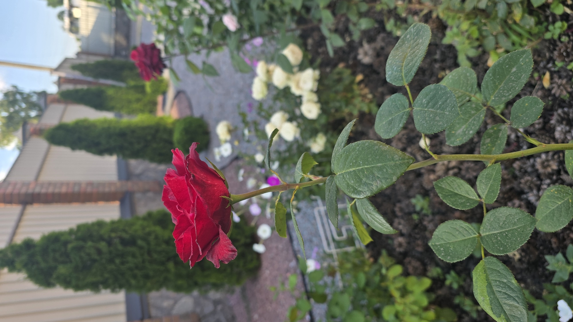 An outdoor, eye-level, vertical-format medium shot features a single, deep red rose in sharp focus in the foreground. The rose, shown in profile, has a rich, velvety texture and its petals are slightly unfurled. Its stem, which is green, extends downwards, displaying several large, dark green leaves. Some of these leaves show small, light-colored spots, possibly from dust or water droplets. The background is softly blurred, with a garden setting visible. A cream-colored fence runs horizontally across the middle ground, behind which are several tall, conical evergreen trees. Further back, a red rose bush is visible, also out of focus. The ground appears to be covered in dark soil and mulch, with scattered white and pink flowers dotting the garden bed. The scene is illuminated by natural daylight, suggesting it was taken during the daytime. The image is located in Reshetylivka, Ukraine.