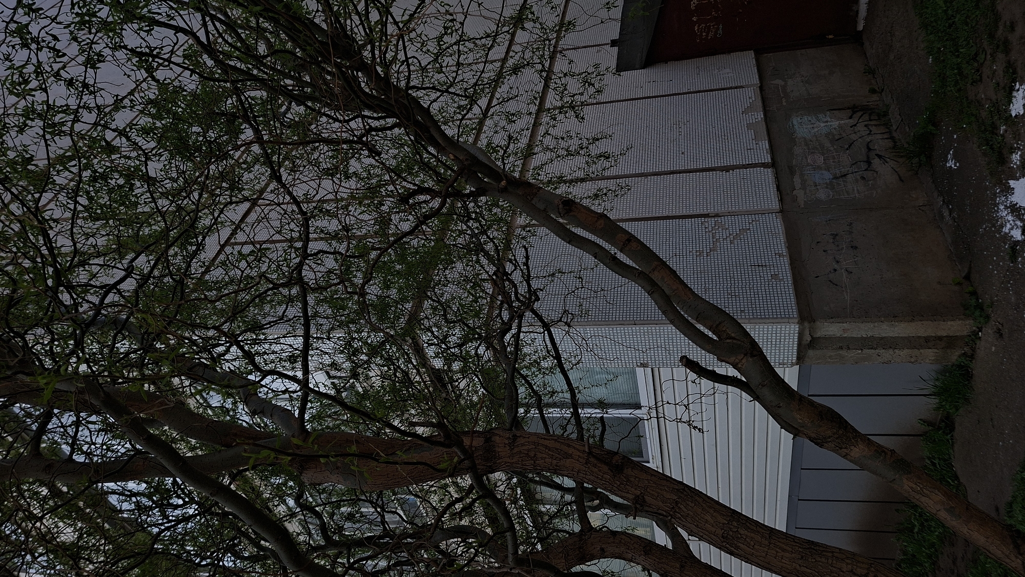 A low-angle shot taken outdoors shows a tree with sparse green foliage leaning across the frame. Behind it is a building with light-colored walls made of square tiles and vertical panels. A window is visible. The building is a residential building located on the street in the city of Chaikovsky, Russia. There is some graffiti on the building's exterior. The ground near the building has grass and some light-colored material, possibly snow or debris. The sky is overcast.