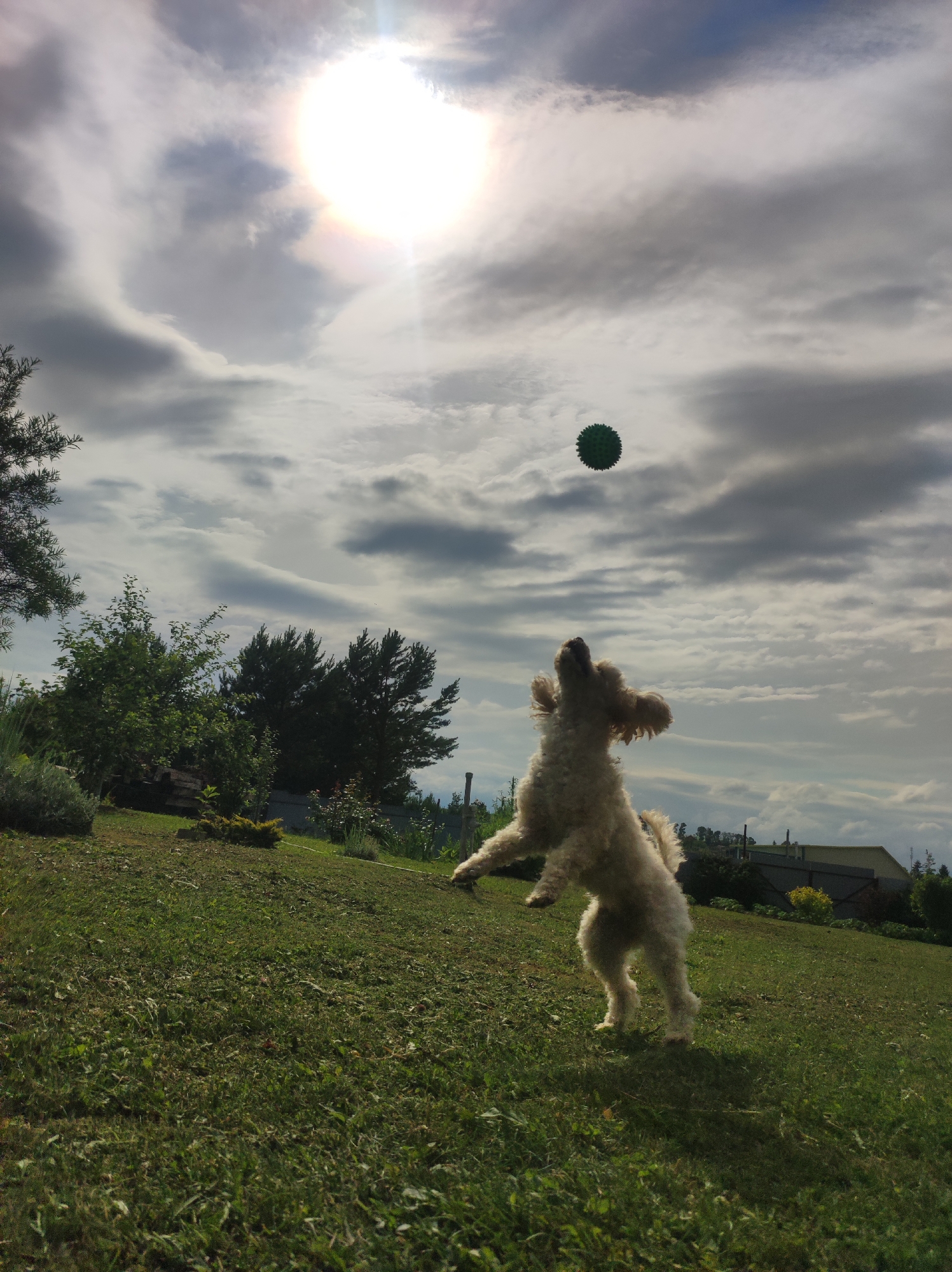 In a grassy, outdoor setting, a light-colored poodle dog is captured mid-air, jumping to catch a green ball. The dog's front paws are extended upwards, and its mouth is open, suggesting it is actively trying to get the ball. The ball is positioned above and slightly in front of the dog, against a cloudy sky with a bright sun peaking through. The background shows a green lawn with some trees and bushes, and a fence in the distance. The overall scene depicts a moment of playful activity in a backyard.