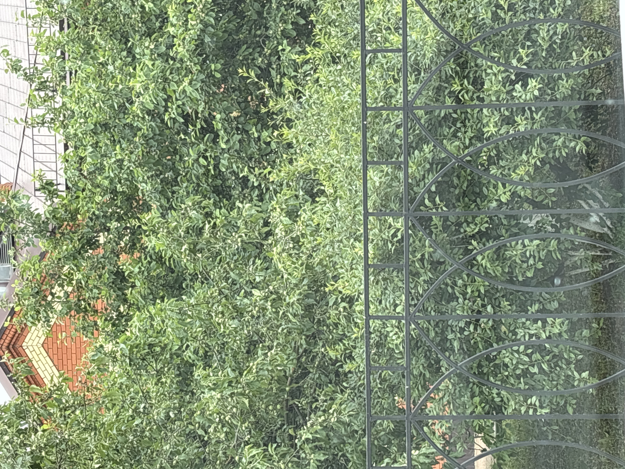 The image shows a dense green tree with small, light green fruits, possibly apples, growing on its branches. The tree fills most of the frame. To the left, part of a building with white siding and red and yellow brick detailing is visible, suggesting an urban or suburban setting. On the right side of the image, a dark metal grate with an ornamental design partially obstructs the view of the tree. The sunlight filtering through the leaves and the overall brightness of the scene suggest it is daytime, likely a clear or partly cloudy day. No people are visible in the image. The foliage of the tree is lush and full, indicating a warm season, likely summer or early autumn. The presence of the building and the grate implies the image was taken from a window or balcony looking out onto a garden or yard.