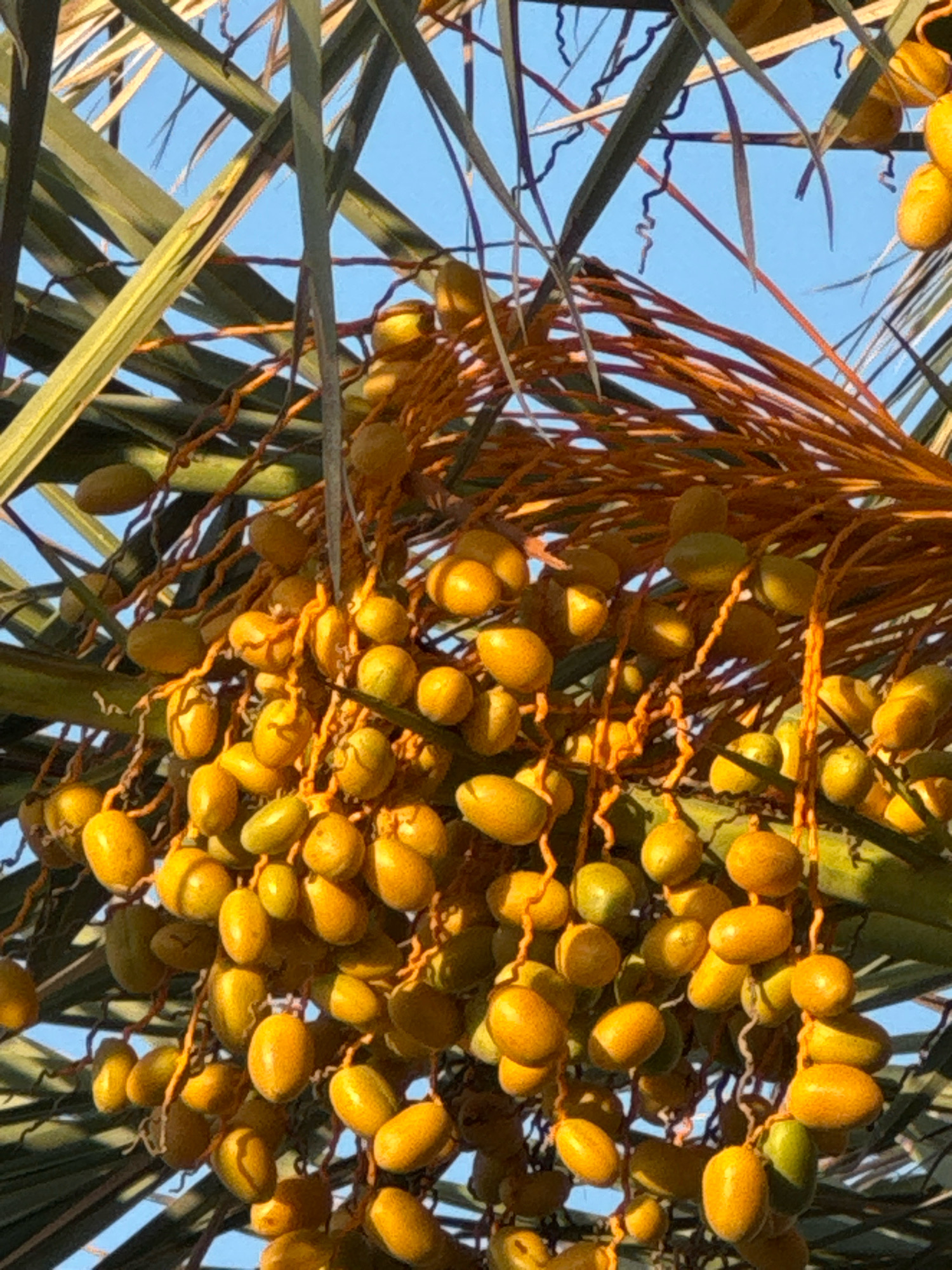 The image shows a close-up of a cluster of unripe dates hanging from a palm tree, with the bright blue sky visible in the background. The dates are oval-shaped and vary in color from yellow to greenish-yellow, indicating they are still in their early stages of ripening. They are attached to thin, brown stems that form a drooping bunch. Palm fronds, with their long, slender leaves, are also visible, partially obscuring the sky and the dates. The lighting suggests it is daytime, with sunlight illuminating the fruit and casting subtle shadows. The scene is set outdoors, likely in a warm climate, typical of Cyprus. The location is specified as Agios Tychona Community, Cyprus, a coastal area known for its vegetation and proximity to the sea.