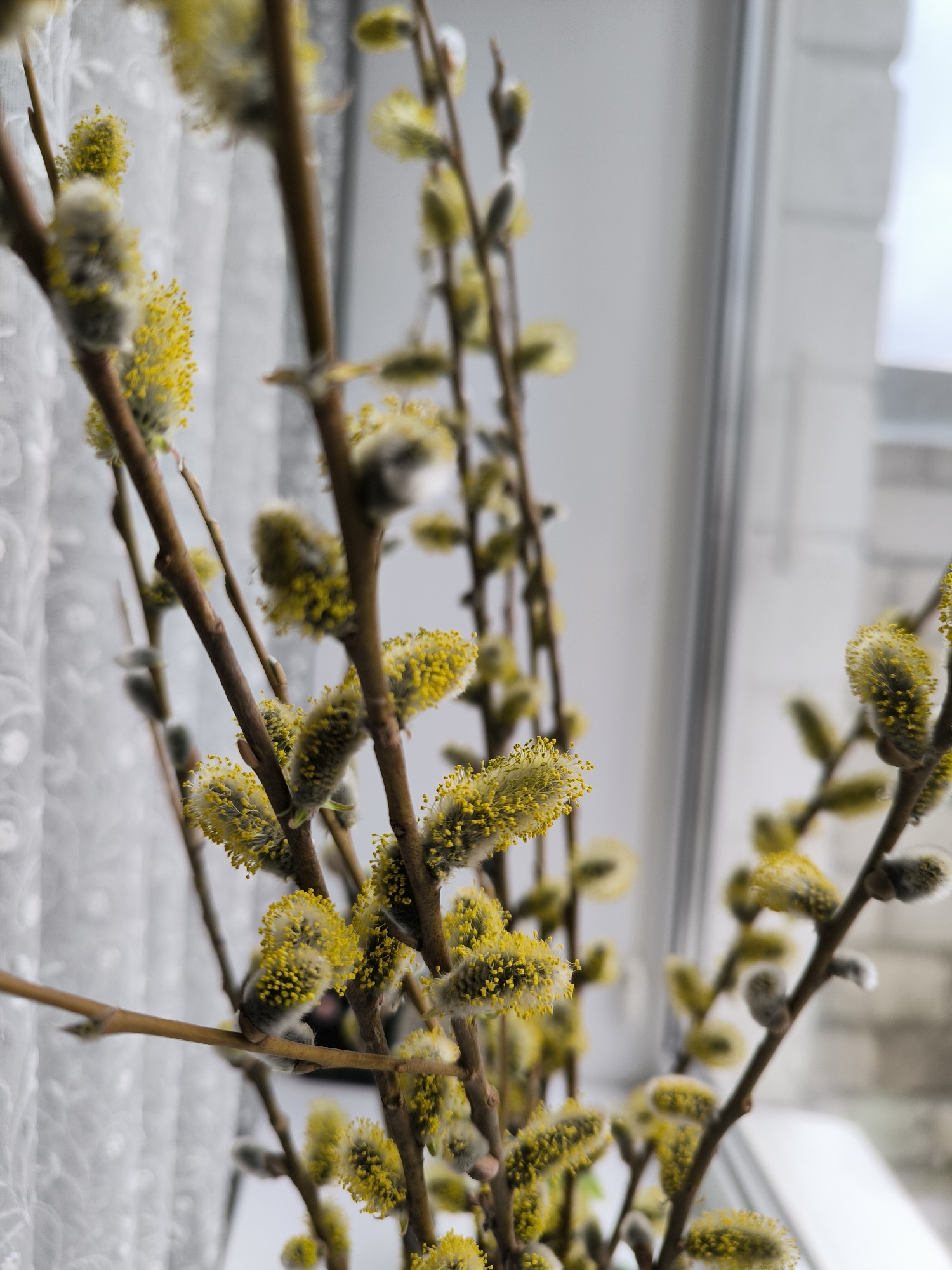 The image shows a close-up of blossoming pussy willow branches, likely indoors, in Vinnytsia, Ukraine. The branches are light brown with fuzzy, yellowish-grey catkins. A white lace curtain is partially visible in the background, suggesting a window setting. The window reveals a blurred exterior view, potentially an urban scene. There are no people visible.