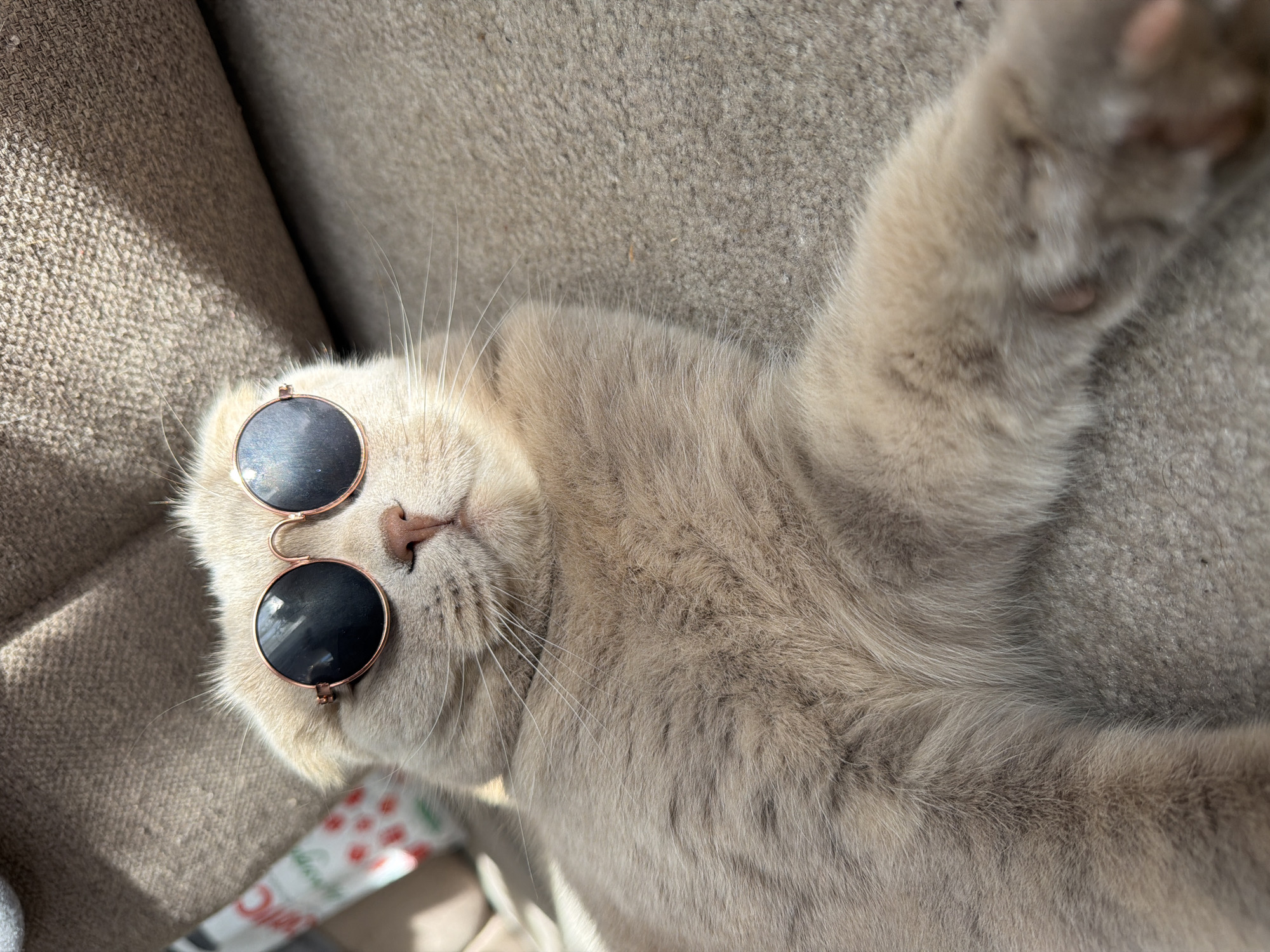 A light-colored, short-haired cat is lying on its back on a textured, beige surface, possibly a carpet or sofa. The cat is wearing round, dark-lensed sunglasses with thin, rose-gold frames. Its eyes are not visible through the sunglasses. The cat's fur is a uniform light brown or cream color. Its ears are folded back, characteristic of a Scottish Fold breed. The cat's right paw is extended forward. The background consists of a blurry, darker beige surface, possibly upholstered furniture, with a bright light source casting shadows. On the left side of the image, a white object with a red and green pattern is partially visible. This image does not provide any information about the location in Chaikovsky, Russia.