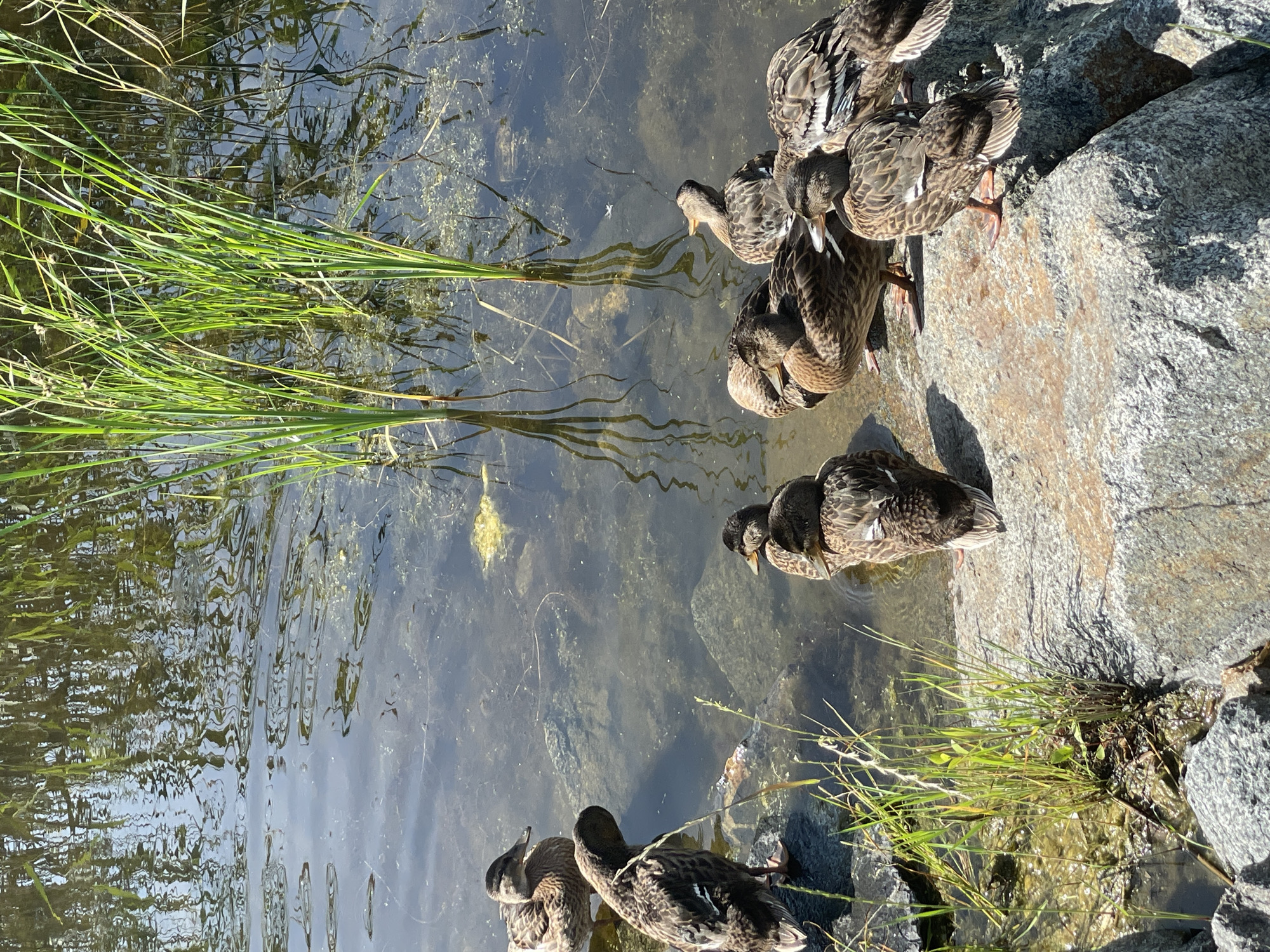 A group of mallard ducks are gathered on and near the rocky edge of a pond. Several ducks are perched on large, grey rocks, while others are in the shallow water. The water is clear enough to see the rocky bottom and some aquatic vegetation. Tall, green reeds grow along the edge of the pond, casting reflections on the water's surface. The sunlight is bright, creating distinct shadows. The scene appears to be a natural or semi-natural environment, possibly a park or wildlife area.