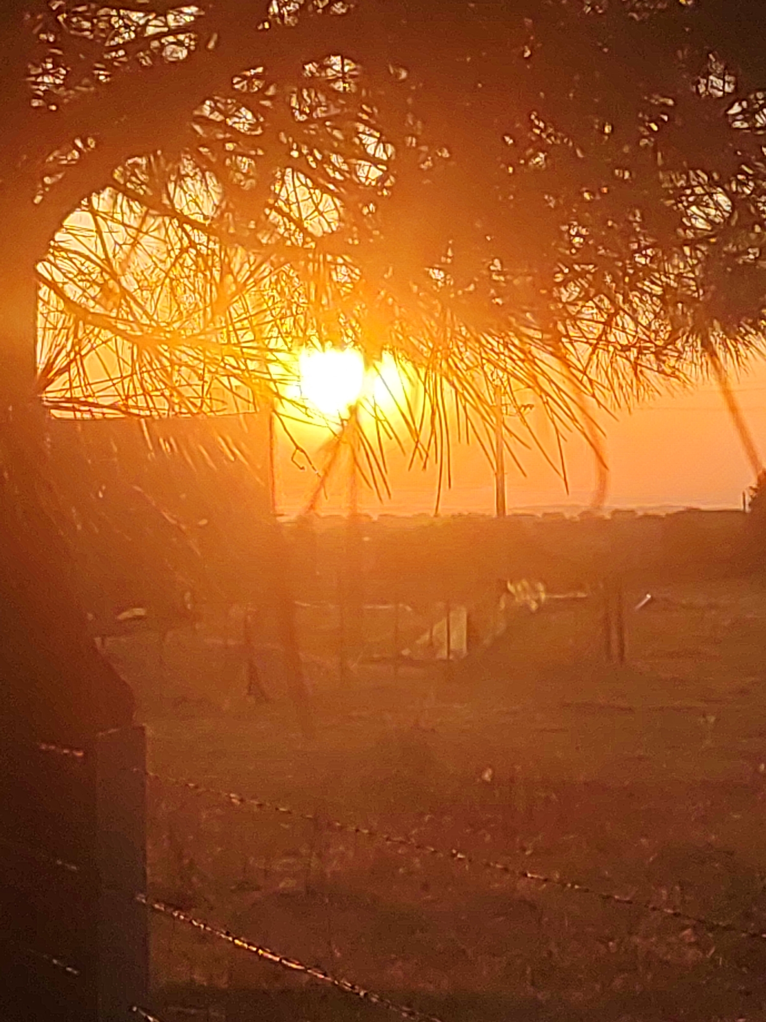 The image depicts a sunset over a rural landscape, possibly the city of Sobradillo, Spain. The sun is a bright, hazy orb positioned in the upper center of the frame, its rays diffused by atmospheric conditions and casting a warm, orange glow over the entire scene. In the foreground, the silhouette of tree branches, possibly pine, obscures a portion of the sky and the sun. These branches create a dappled pattern against the bright light. Below the branches and stretching across the lower half of the image is a barbed wire fence, with its posts visible on the left. The background is a blurred expanse of land, with hints of structures and vegetation. The overall impression is one of a serene, twilight setting in a natural environment.
