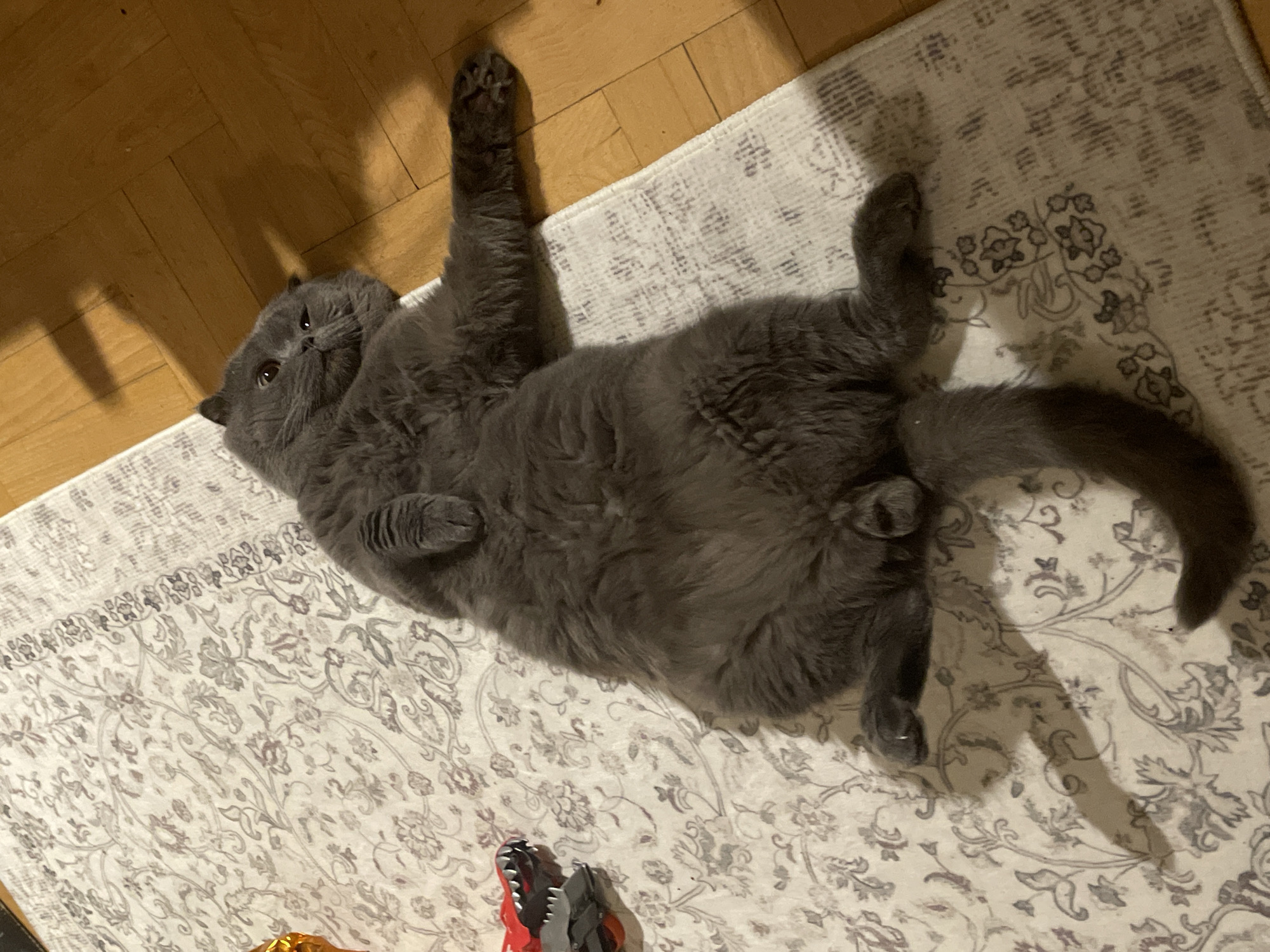 A gray cat is lying on its back on a patterned rug. Its paws are raised in the air, and it has a playful expression on its face. The rug is placed on a wooden floor. A toy lies in the lower part of the frame. The location is unknown.