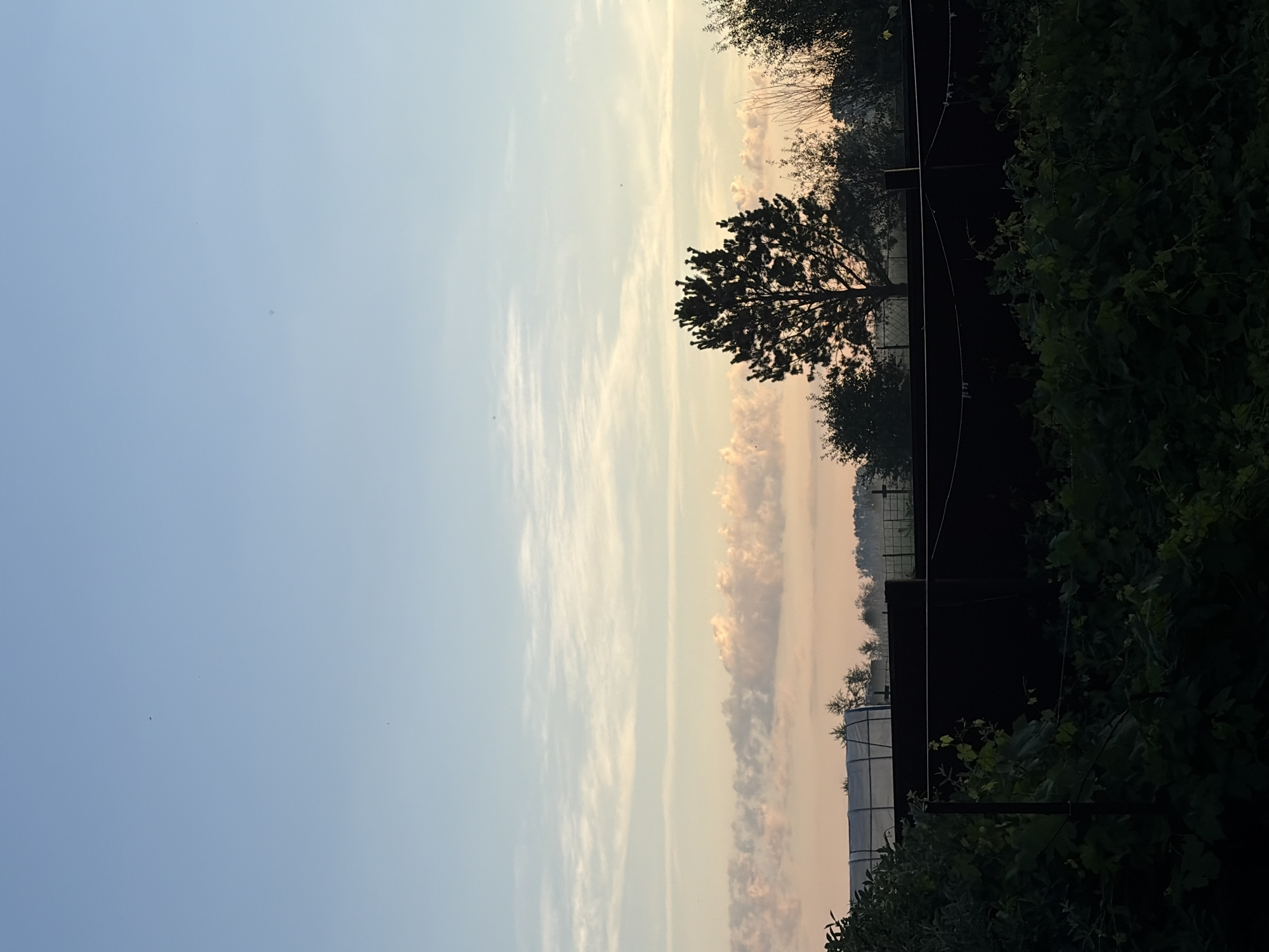 The image depicts a landscape scene at dusk or dawn, characterized by a clear, pale blue sky with sparse wispy clouds tinged with pink and orange hues. A silhouette of a solitary, tall coniferous tree stands prominently in the middle ground, its branches stark against the softer colors of the sky. A dark, horizontal fence runs across the middle of the frame, obscuring the lower half of the trees and foliage behind it. In the foreground, lush green bushes and vine-like plants are visible, their dark shadows suggesting low light conditions. To the left, a greenhouse-like structure with a translucent white covering is partially visible. The overall impression is one of a rural or suburban setting at the transition between day and night, with the specific location in Leninsk-Kuznetskiy, Russia, adding a geographical context to this tranquil, natural tableau.