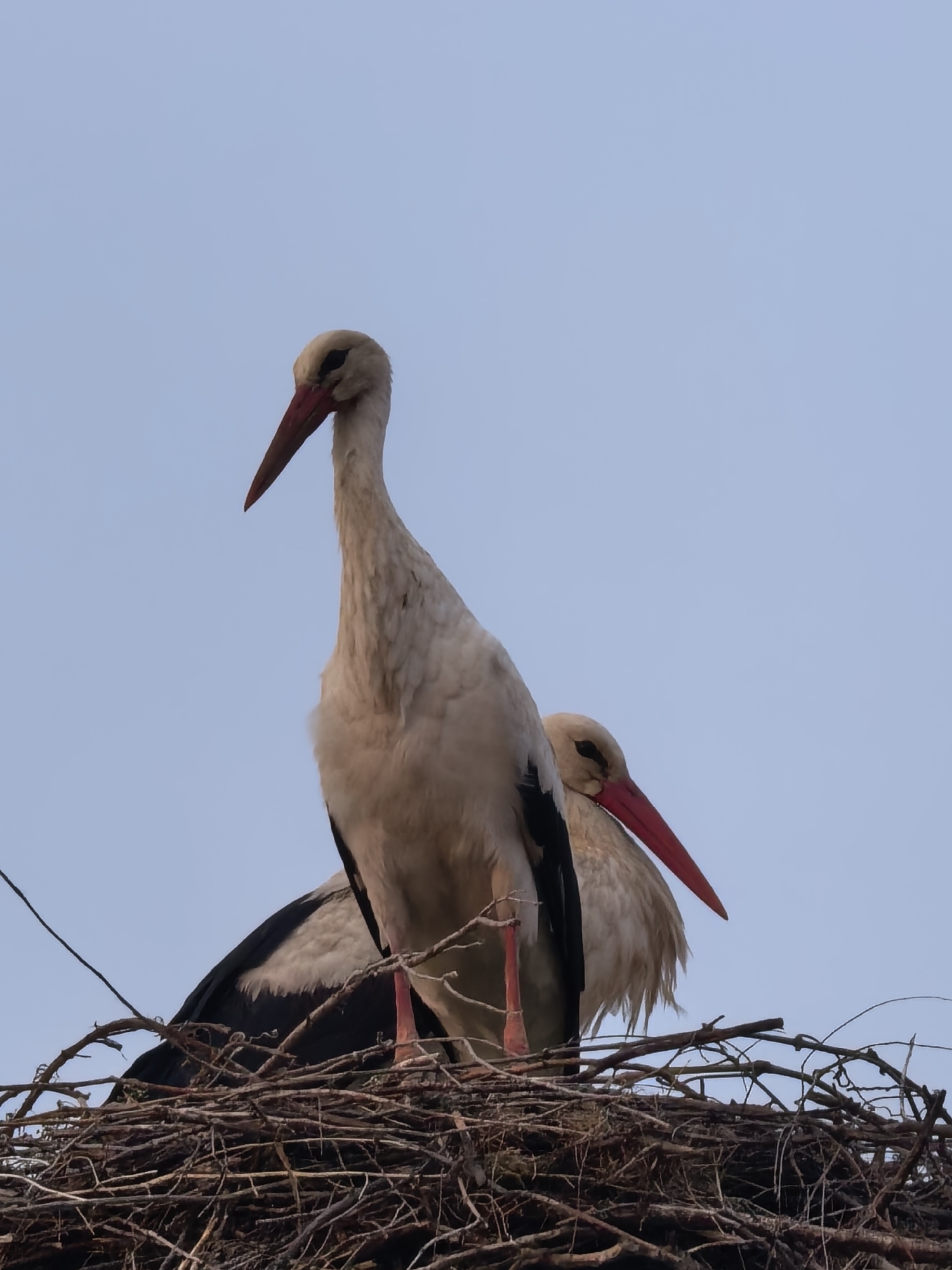 The image shows two white storks in a nest constructed of sticks and branches. The storks have long red beaks and long, thin red legs. The stork in the foreground is standing tall, while the one behind it has its head tucked closer to its body. The background is a light blue sky. The location is unknown.