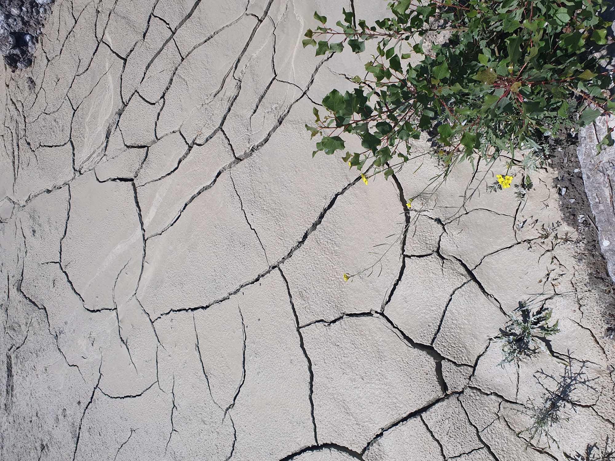 An overhead, close-up shot shows dry, cracked mud with a shrub on the right side and a few small yellow flowers and sparse vegetation scattered throughout. The mud is a light gray and is fractured into polygonal shapes. The shrub is lush and green with red stems, and the flowers are small and bright yellow. The scene appears to be in a natural, arid environment.