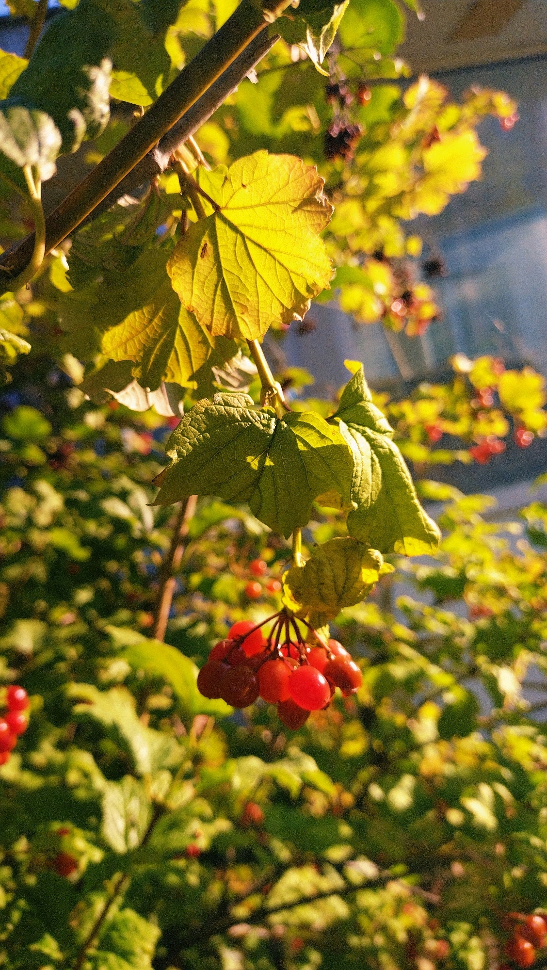 In the city of Horishni Plavni, Ukraine, an outdoor scene captures a close-up view of red berries on a branch, illuminated by sunlight. The berries are clustered together, with some appearing bright red and others a deeper shade. Green leaves surround the berries, with some leaves in the foreground showing detailed veins. The background is a blur of more green foliage and hints of a light blue sky, suggesting a bright, clear day. The image has a shallow depth of field, focusing sharply on the berries and immediate leaves while softening the rest of the scene. There are no people or animals visible in the image.