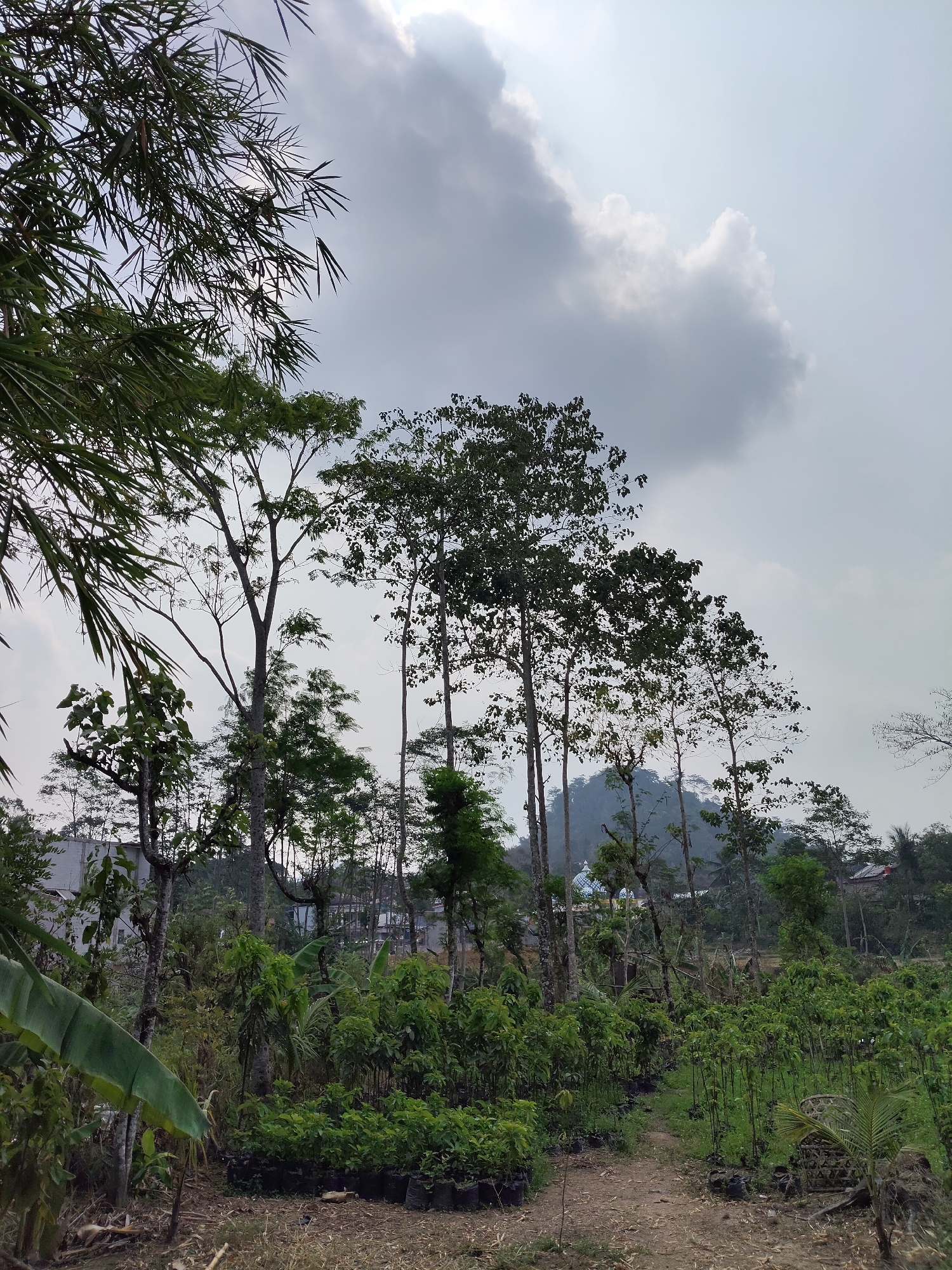 This is a wide-angle, medium-shot photograph of a rural area in Bantasari, Indonesia, on an overcast day. The foreground is a dirt path winding through a nursery of young plants in black plastic bags. To the left, a large banana leaf stretches across the frame. Behind the nursery, a dense collection of trees of varying heights dominates the middle ground. The trees are tall and slender, with sparse foliage, and are silhouetted against a bright sky filled with dramatic, grey clouds. In the distance, a few buildings and a glimpse of a mosque with blue domes can be seen nestled amongst the trees on a hillside. The overall scene depicts a cultivated landscape, likely a farm or plantation, with a backdrop of natural, hilly terrain.