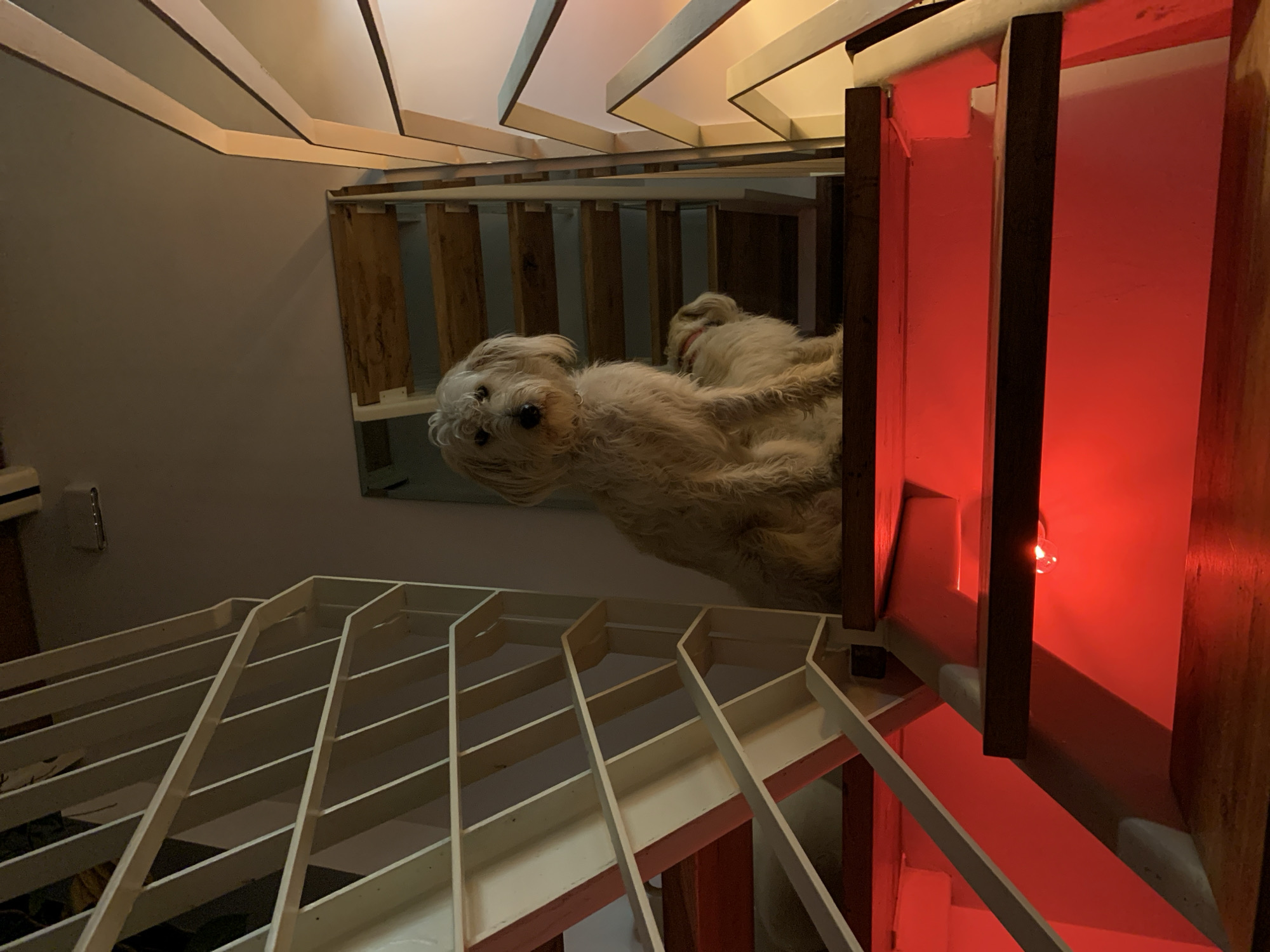 The image depicts an indoor staircase, likely within a residence or commercial building in Tel-Aviv, Israel; a precise address is not visually identifiable. Two dogs are positioned on a wooden stair tread. The foreground dog, a medium-sized, shaggy-haired light-colored breed, is seated facing directly forward, with a light-colored collar visible. Partially obscured behind and to its right, a smaller, lighter-colored dog with shorter fur and a red collar is also seated, facing away from the camera.
The staircase features dark wood treads and light-colored risers. Strong red illumination emanates from beneath the treads, casting a vibrant glow on the risers and the immediate underside of the staircase. A single red light bulb is visible directly beneath the tread where the dogs are situated. White or off-white geometric balustrades with vertical and horizontal elements flank both sides of the staircase. The background wall is plain and light-colored. The upper sections of the staircase and the dogs are lit by a subdued, warm overhead light, creating contrast with the red underlighting.