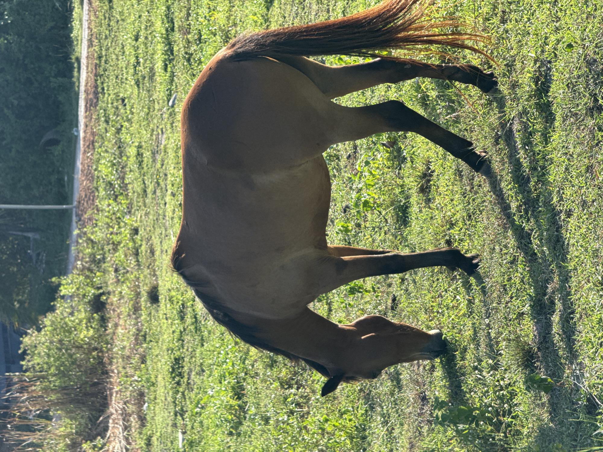 A brown horse grazes in a grassy field. The horse is positioned in the center of the frame, facing left with its head lowered to the ground. Its tail is long and dark brown, hanging down. The field is covered in lush green grass and some smaller plants. In the background, there is a blurred view of trees and some structures. The scene appears to be outdoors, under natural lighting, possibly during daytime.