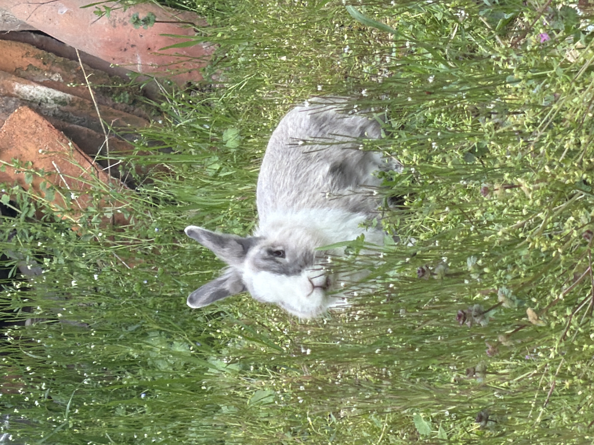A grey and white rabbit is partially obscured by green plants with small white flowers. Some red bricks lie in a pile on the left side of the image. The location is likely Lesichovo, Bulgaria. The rabbit is the primary subject and is surrounded by vegetation. No people are visible. The action is implied, with the rabbit likely feeding or resting in the grass.