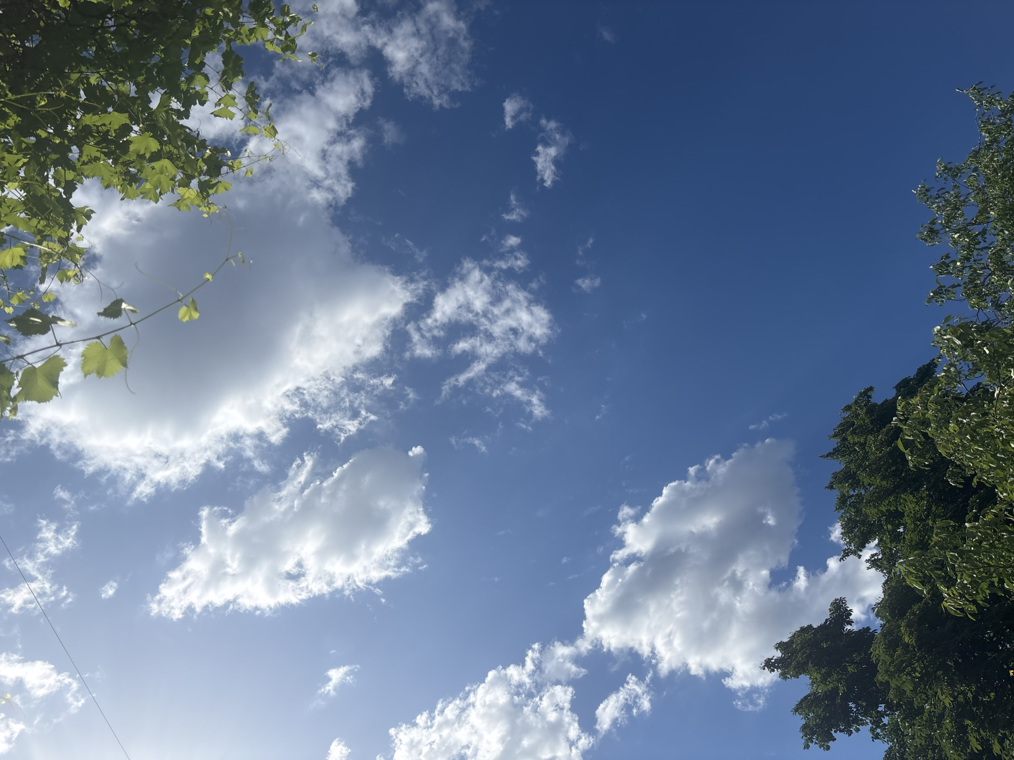 A low-angle, vertical shot captures a bright blue sky dotted with fluffy white clouds. The sun is visible in the upper left corner, casting a soft glow and creating a lens flare effect. In the upper right and along the bottom edge, lush green foliage from trees and vines enters the frame, partially obscuring the sky. The branches and leaves are detailed, with some vines trailing tendrils. The scene appears to be outdoors on a clear day, likely in a park or residential area given the presence of trees.